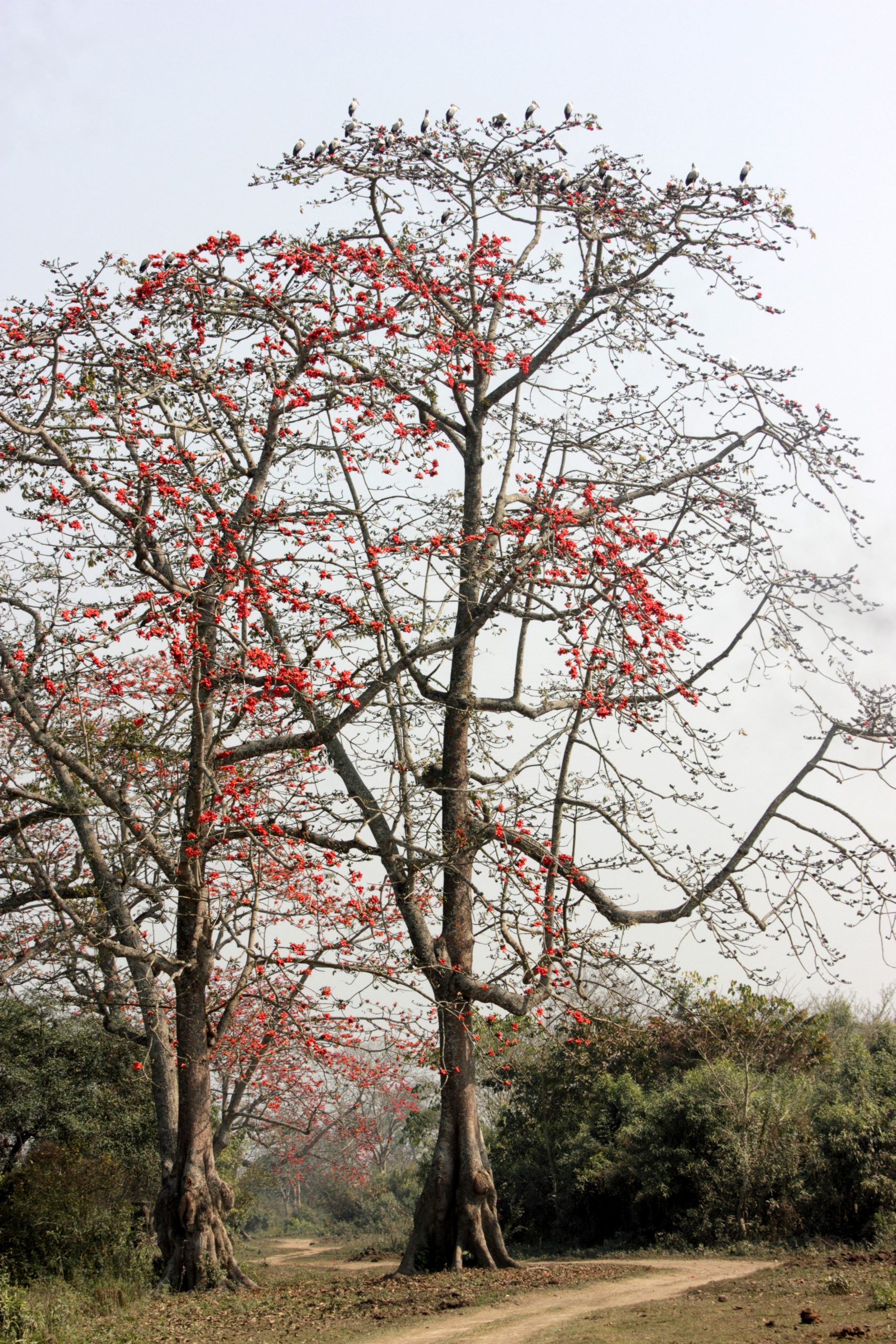 Cottonwool tree