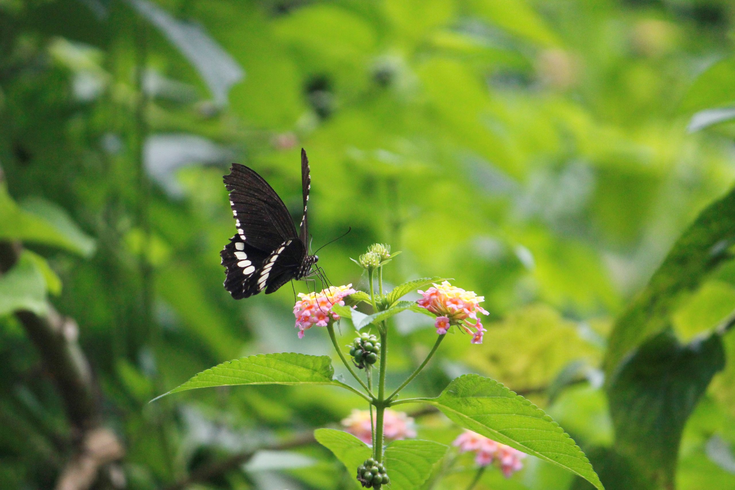 Black Butterfly on Flowers