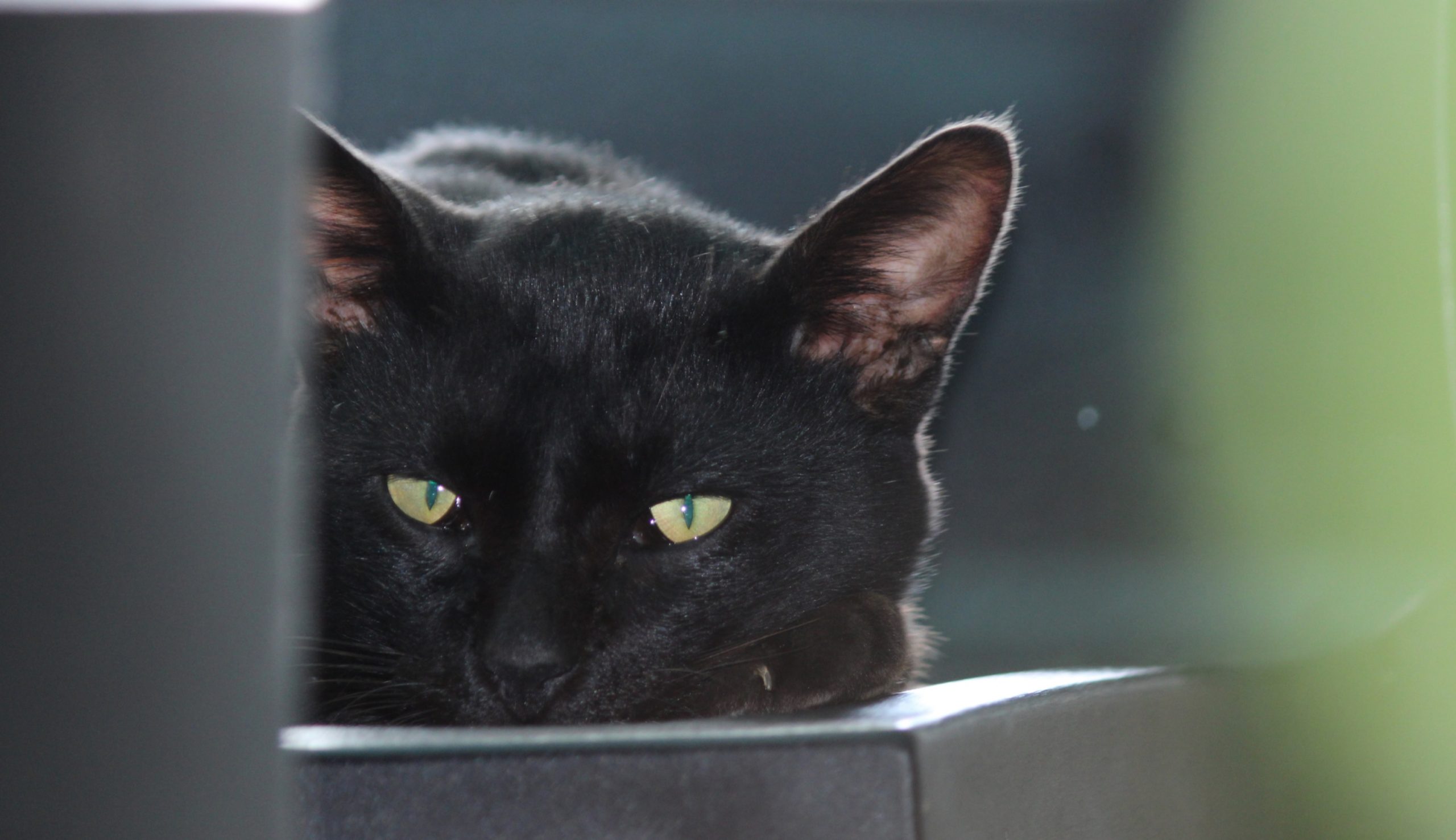 Black Cat Face on Focus