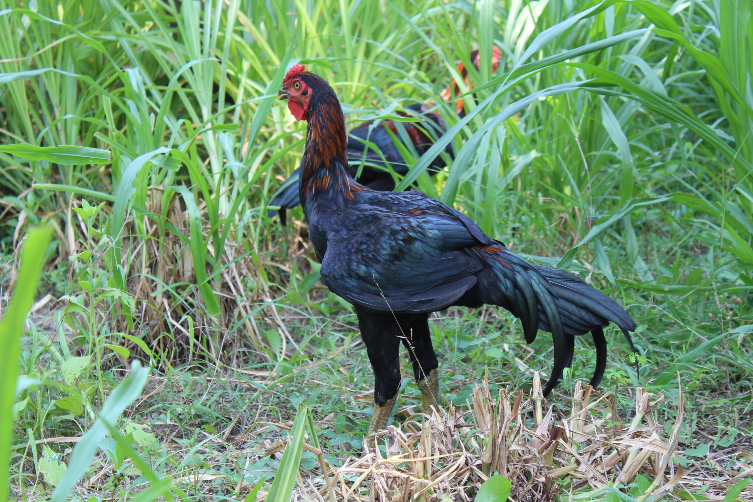 Black Indian Rooster in the grass