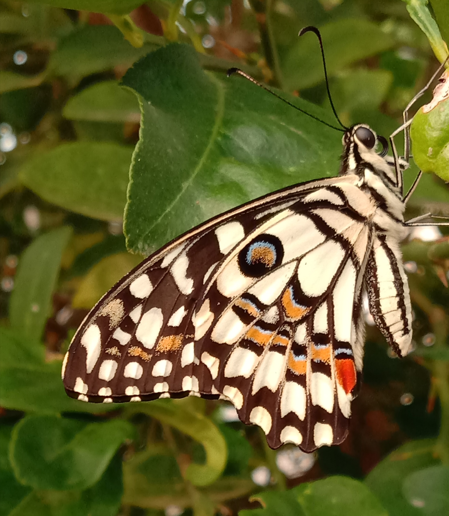 Black Spotted Butterfly