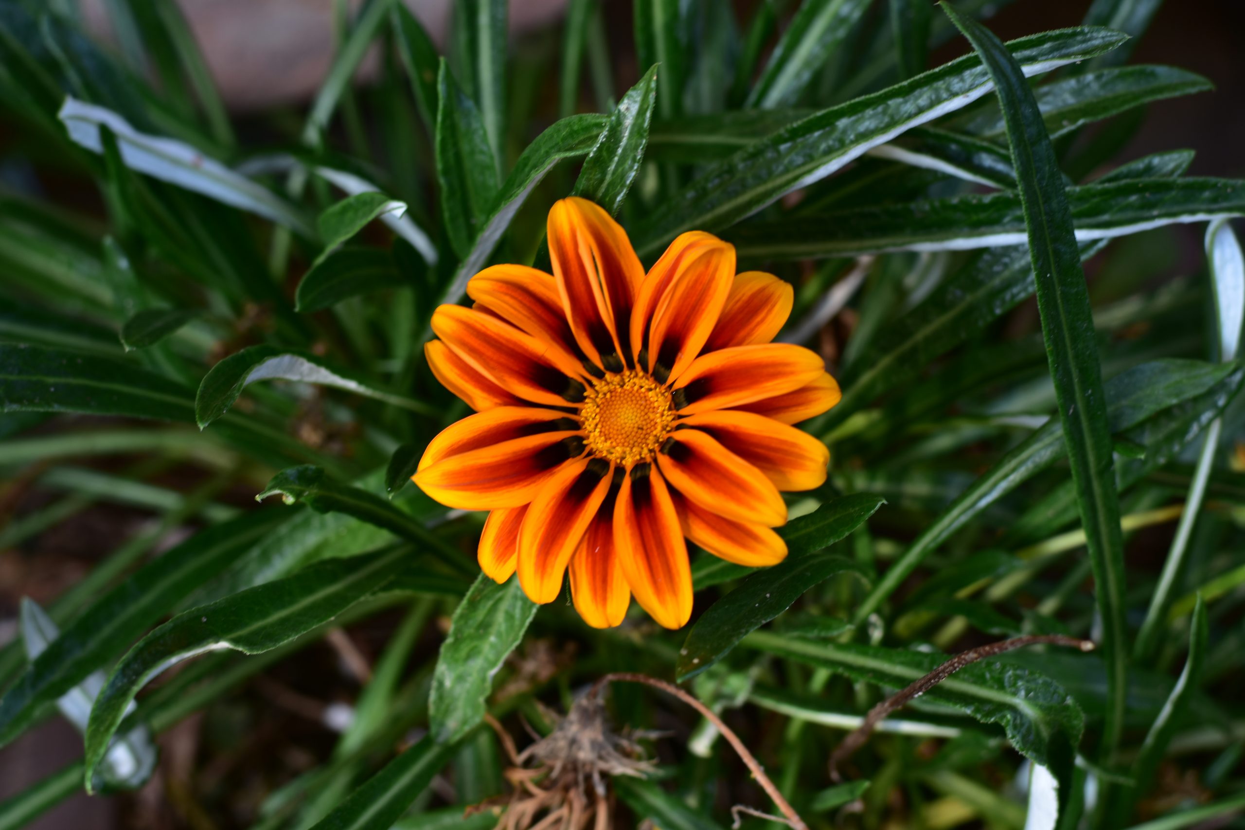 black-and-yellow-flower-pixahive