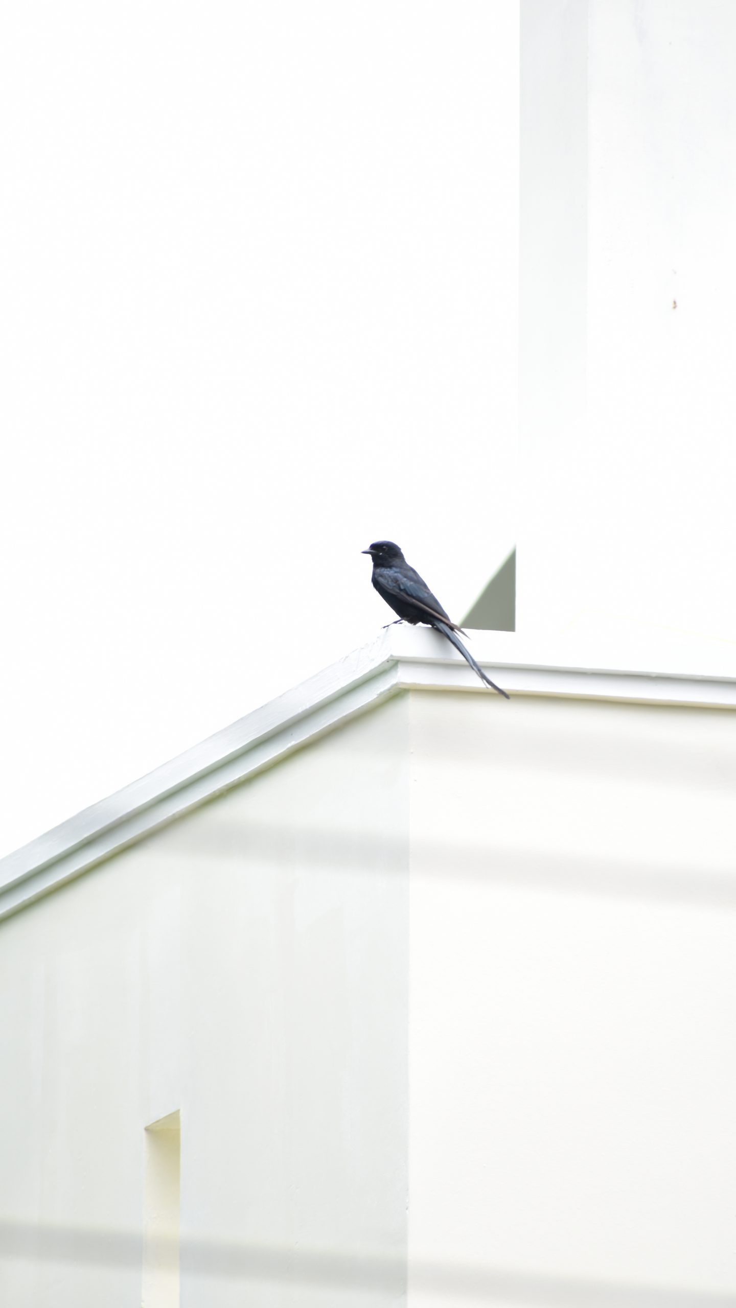 Black bird with long tail