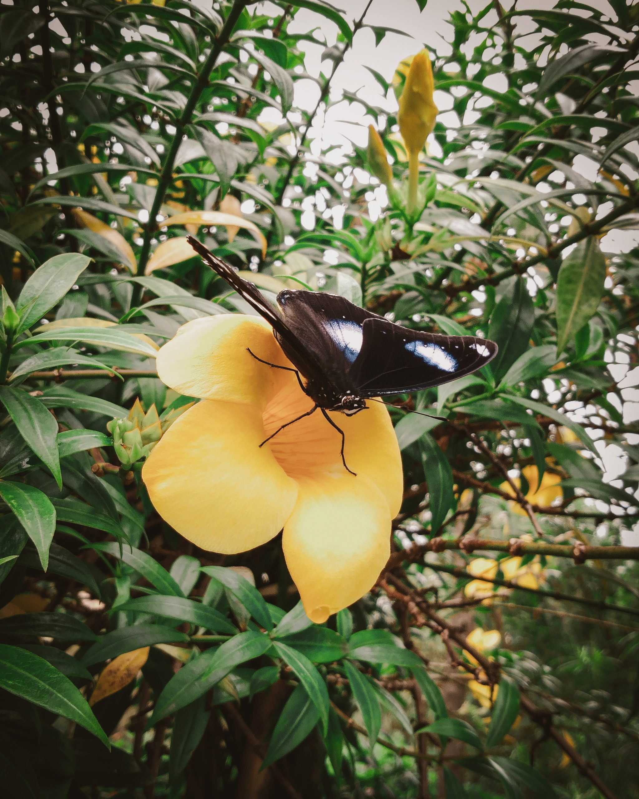 Black butterfly on flower