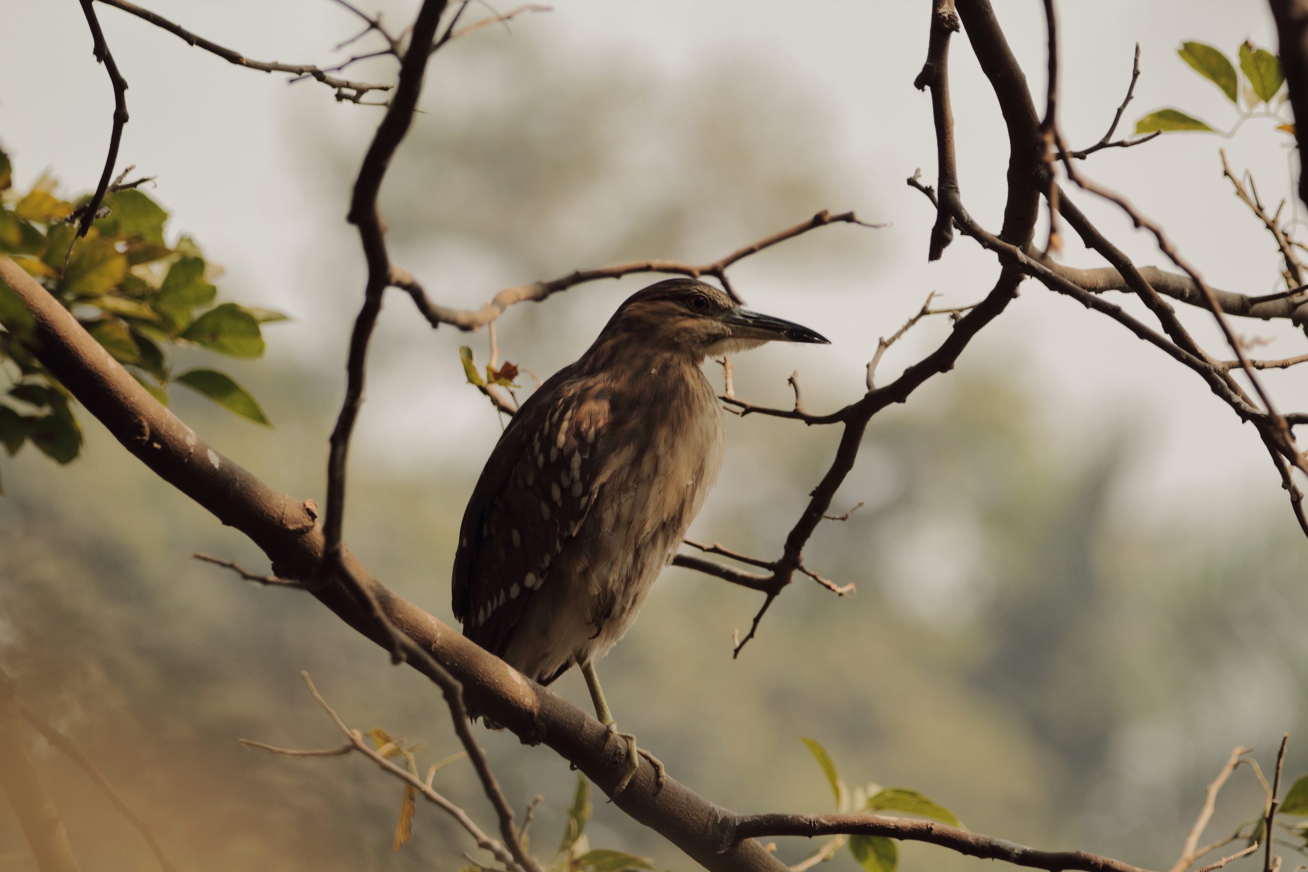 Brown Bird