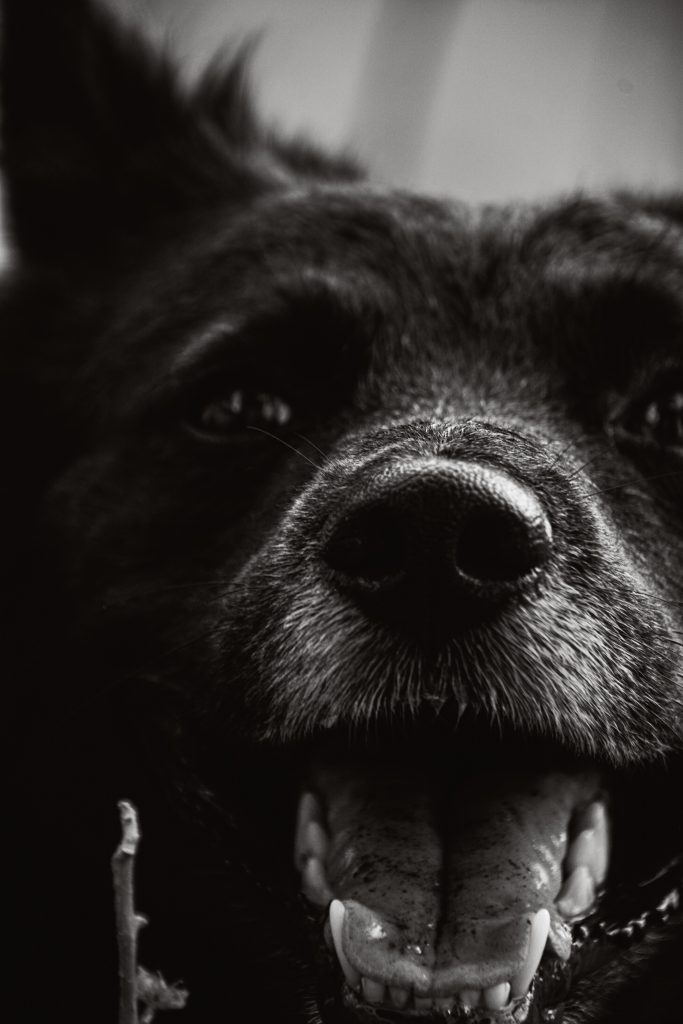 Black dog's face - PixaHive