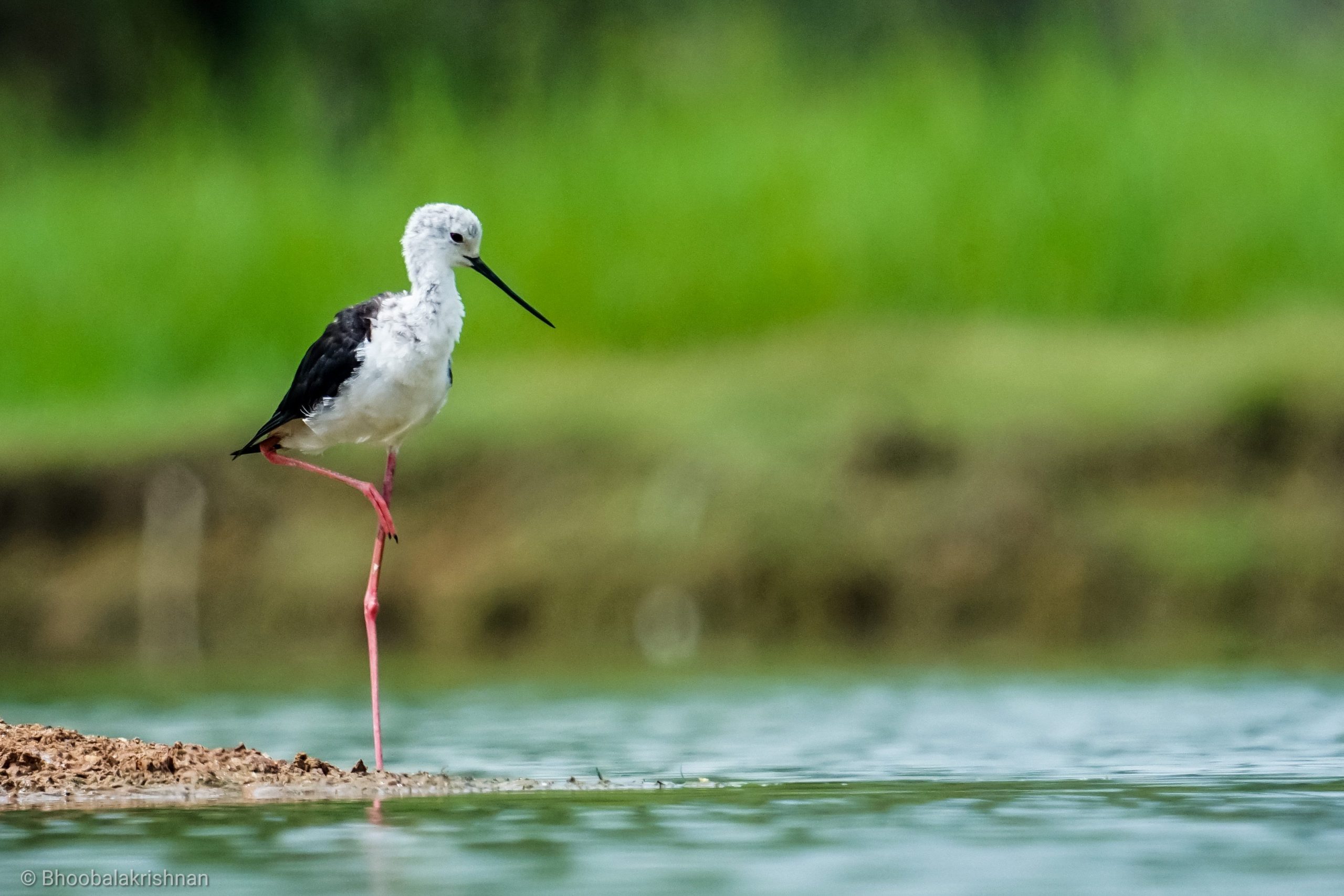 Black winged stilt in the river