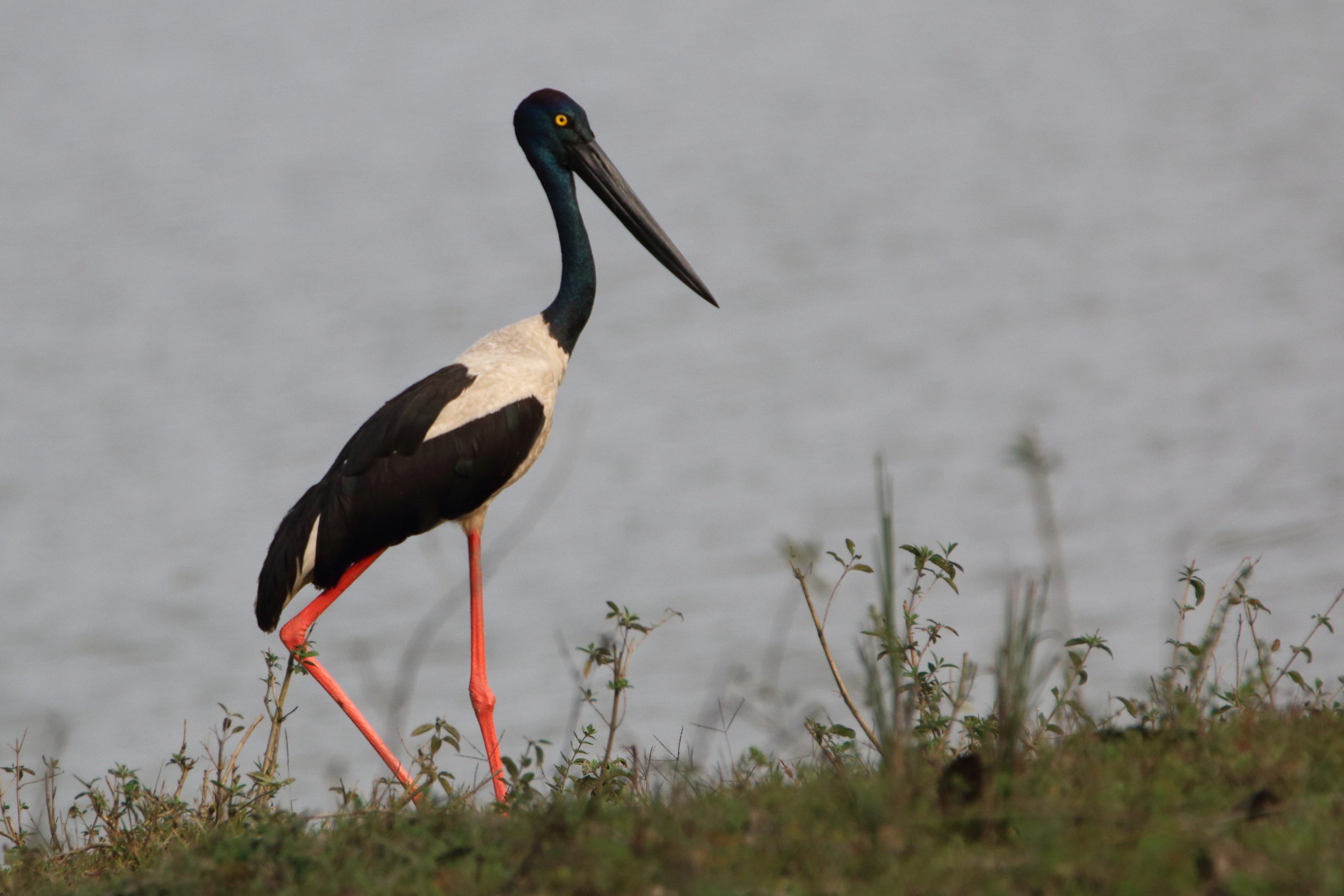 Black-necked stork