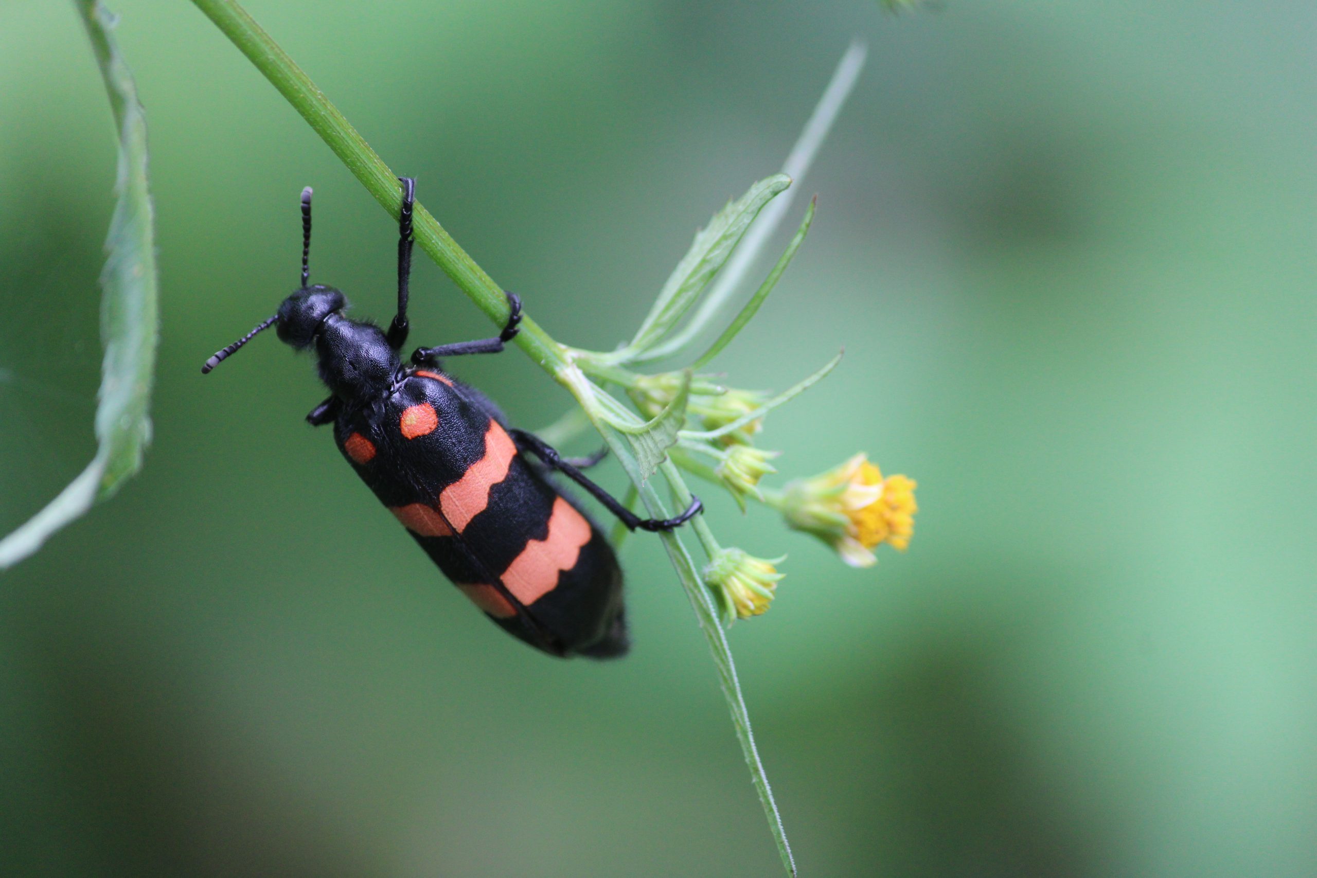 Blister beetle on a plant