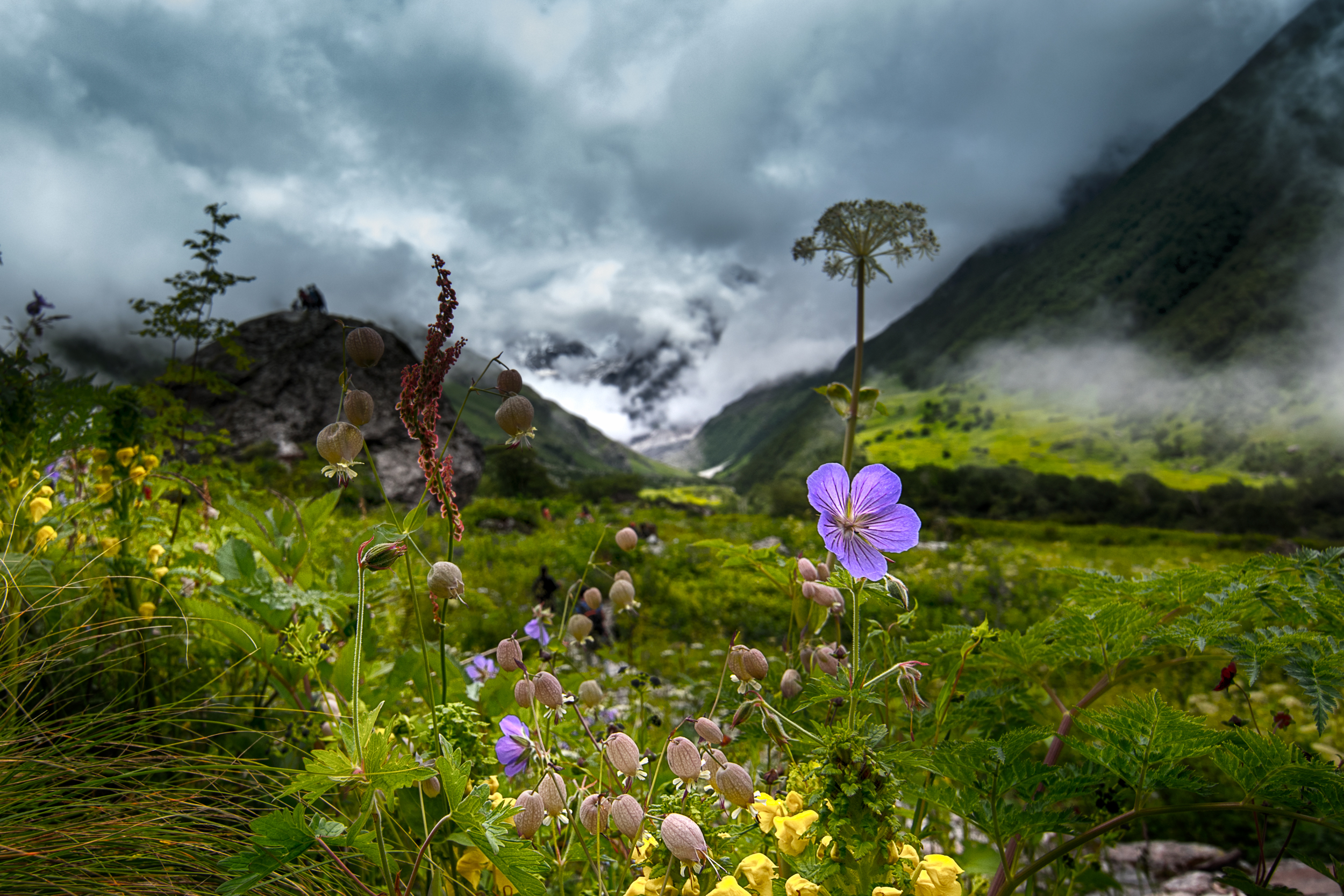 Blooming Flowers in a valley