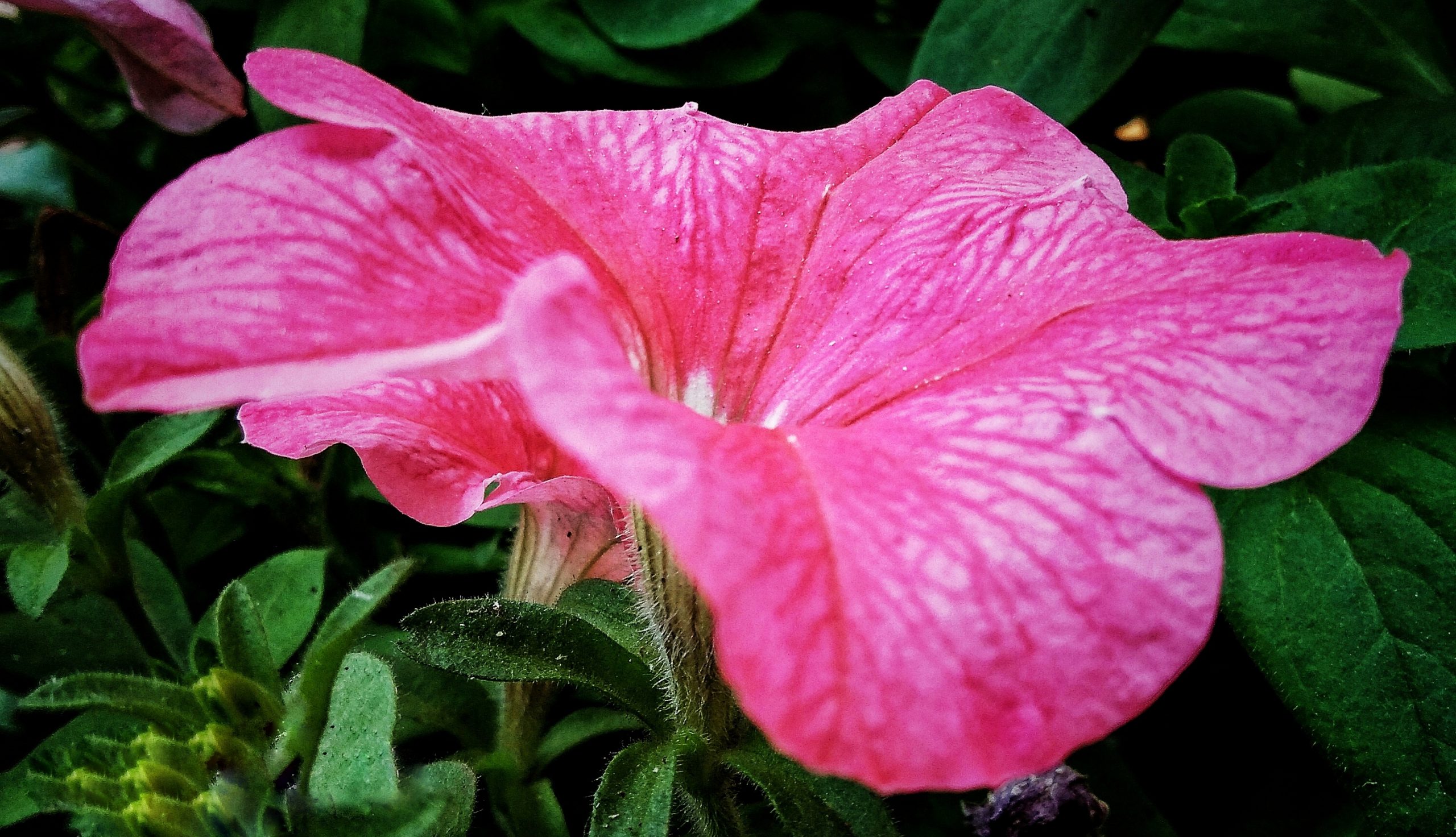 Blooming Pink Flower