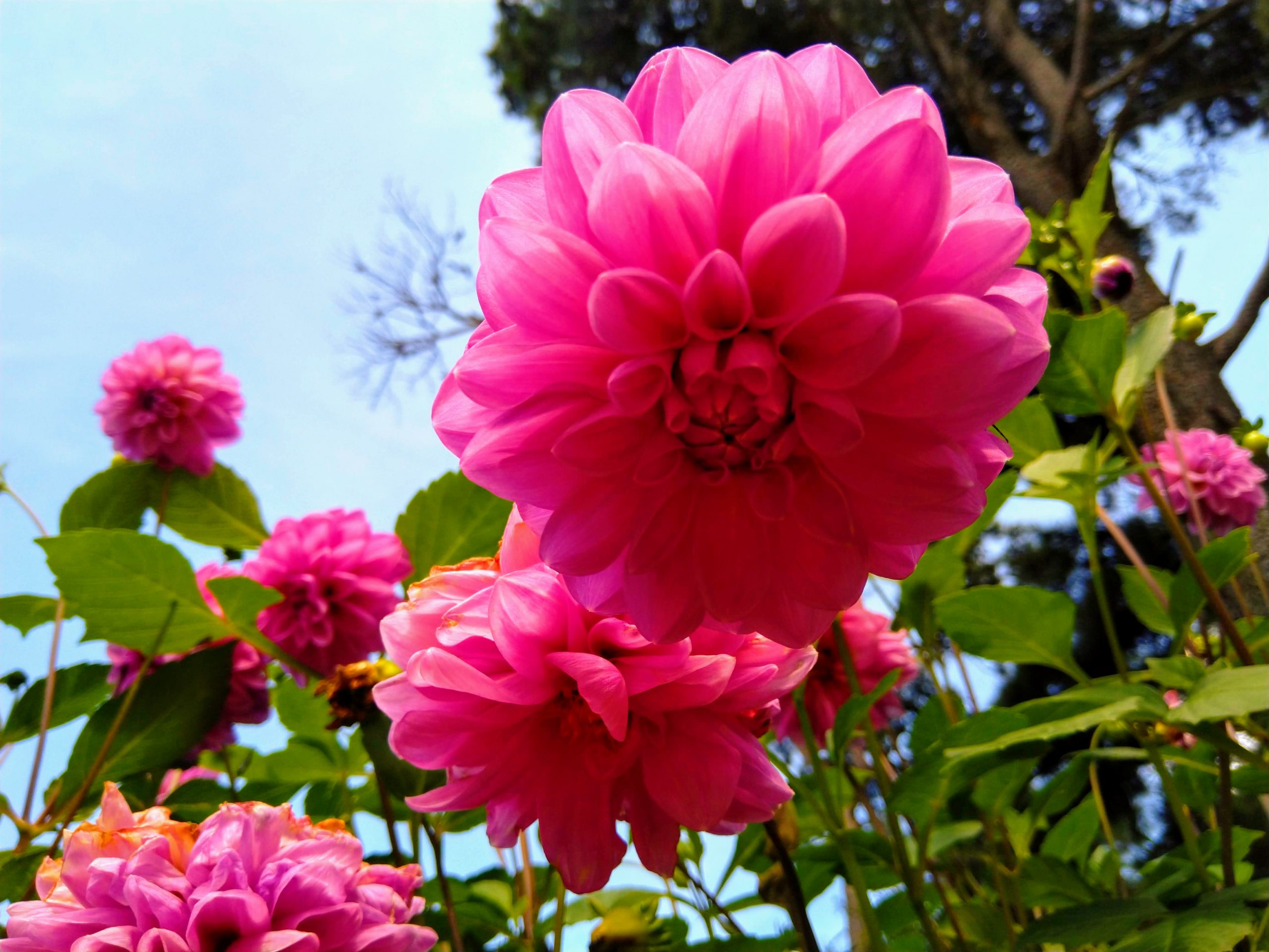 Blooming Pink Flower