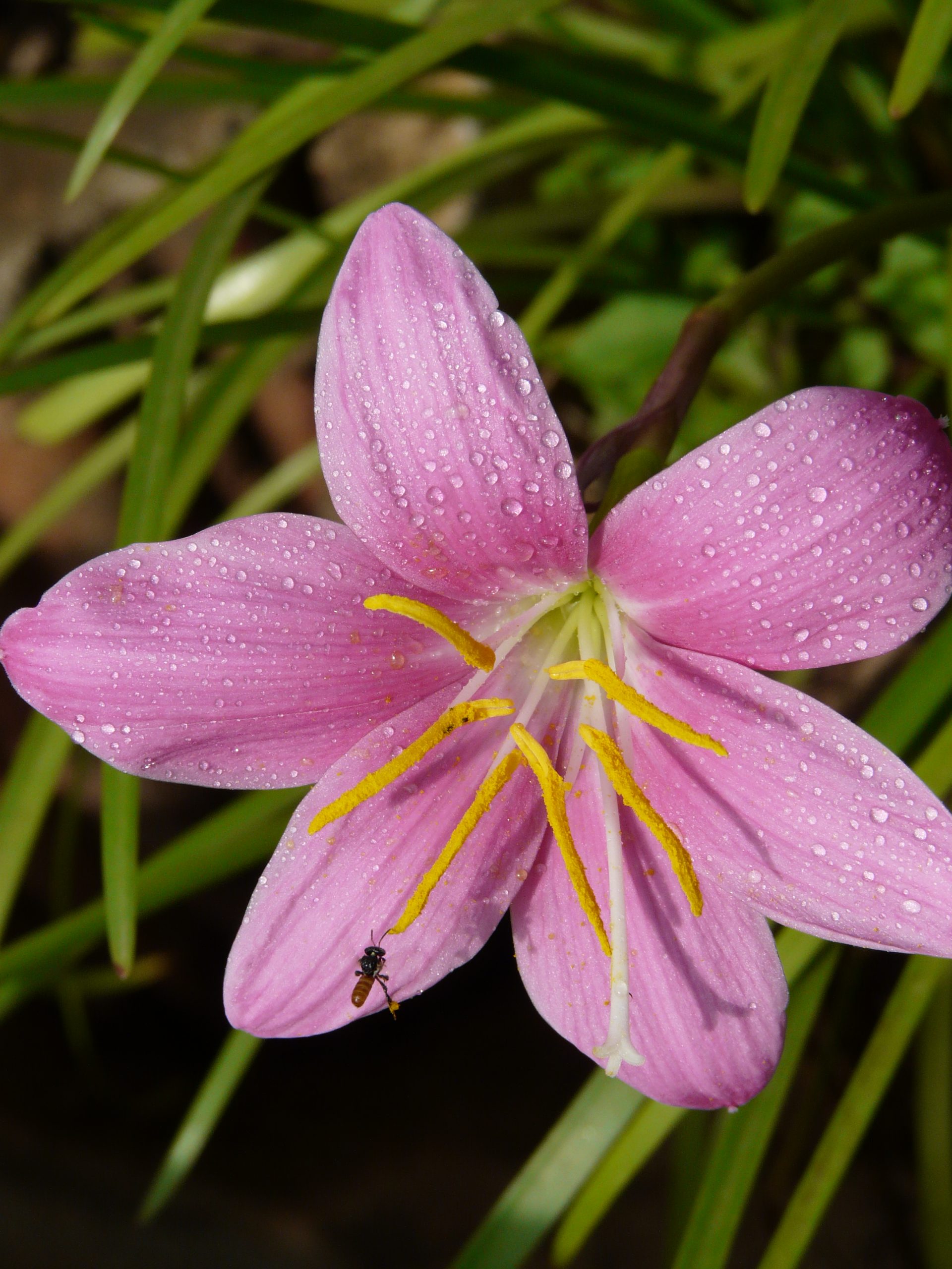 Blooming Pink Flower