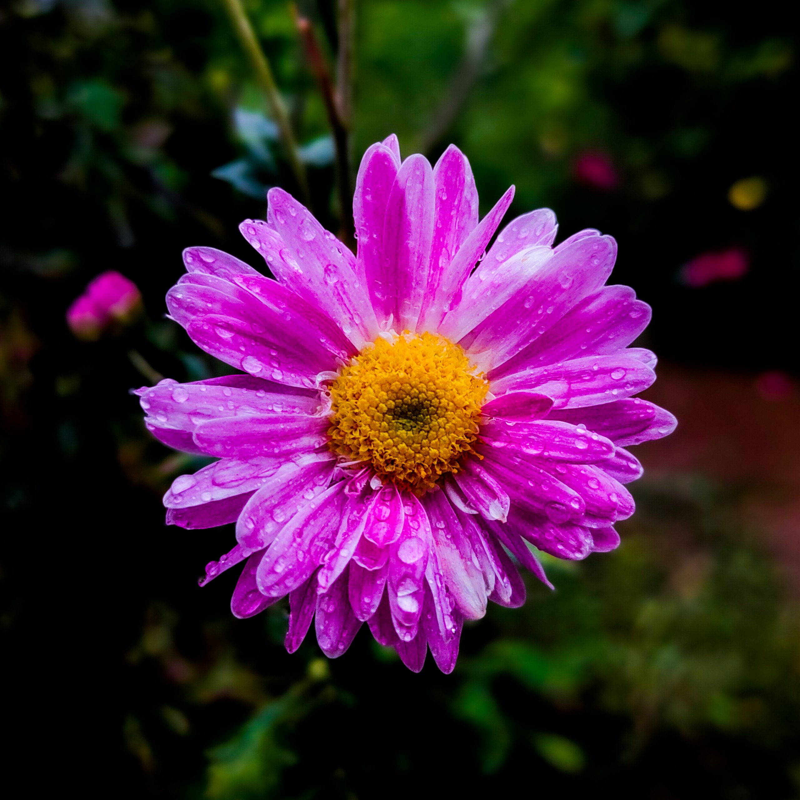 Blooming Pink Flower