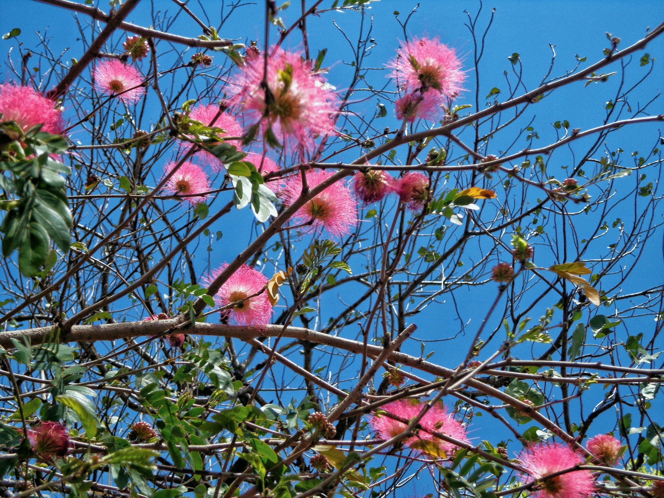 Blooming Pink Flowers