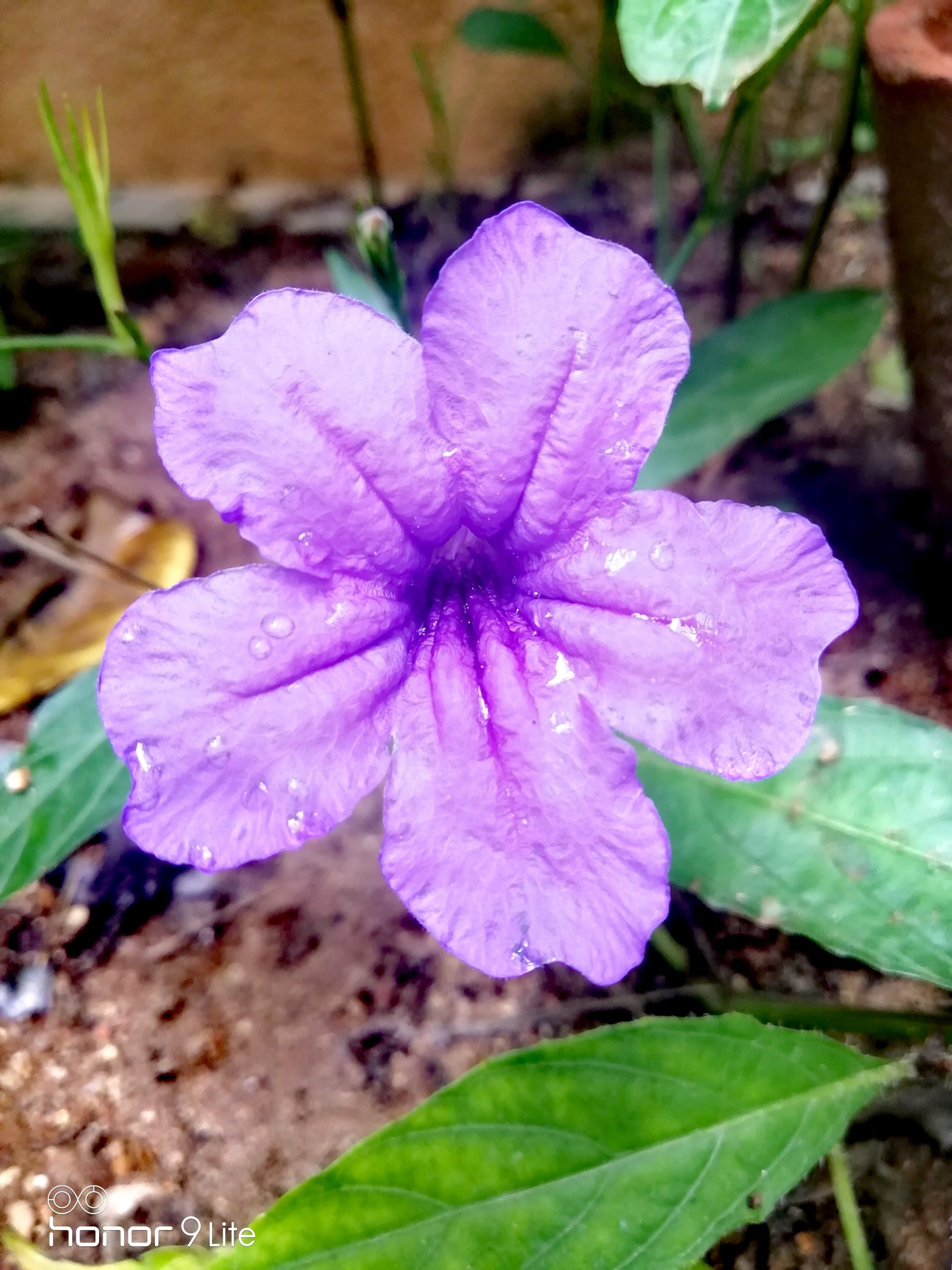 Blooming Purple Flower
