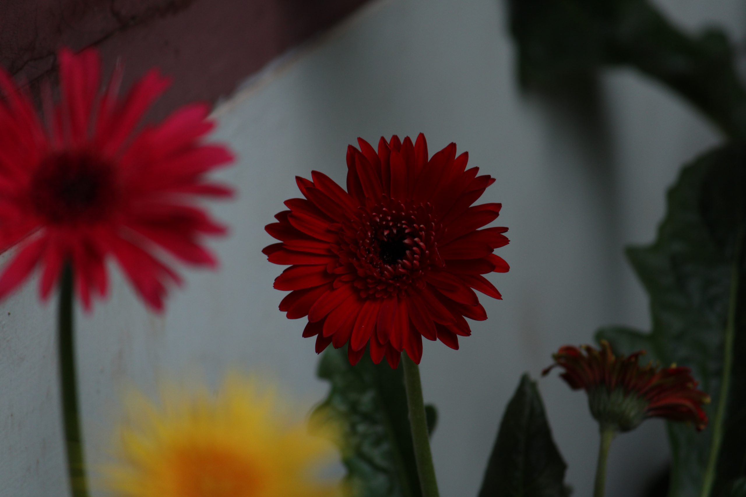 Blooming Red Daisy