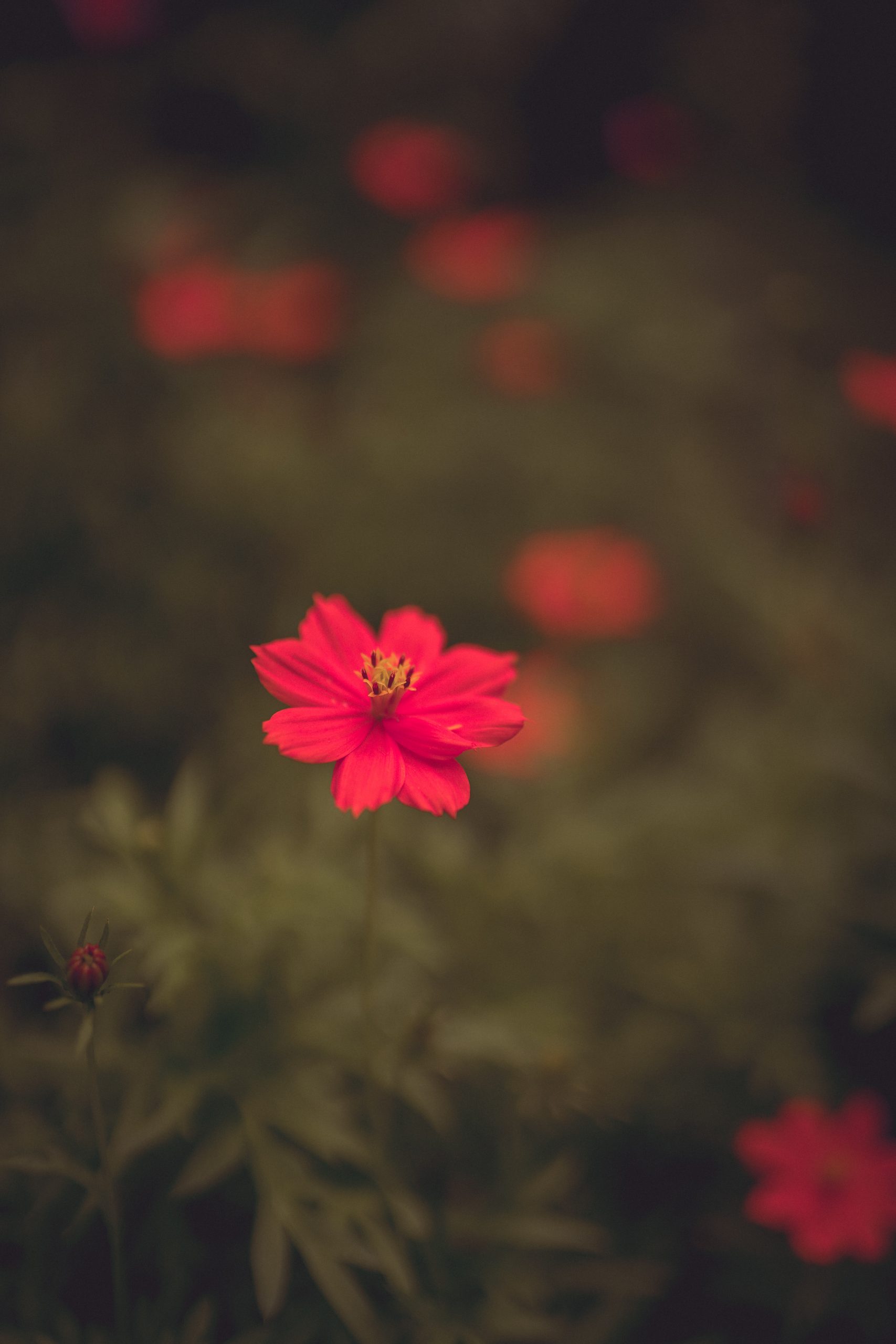 Blooming Red Flower