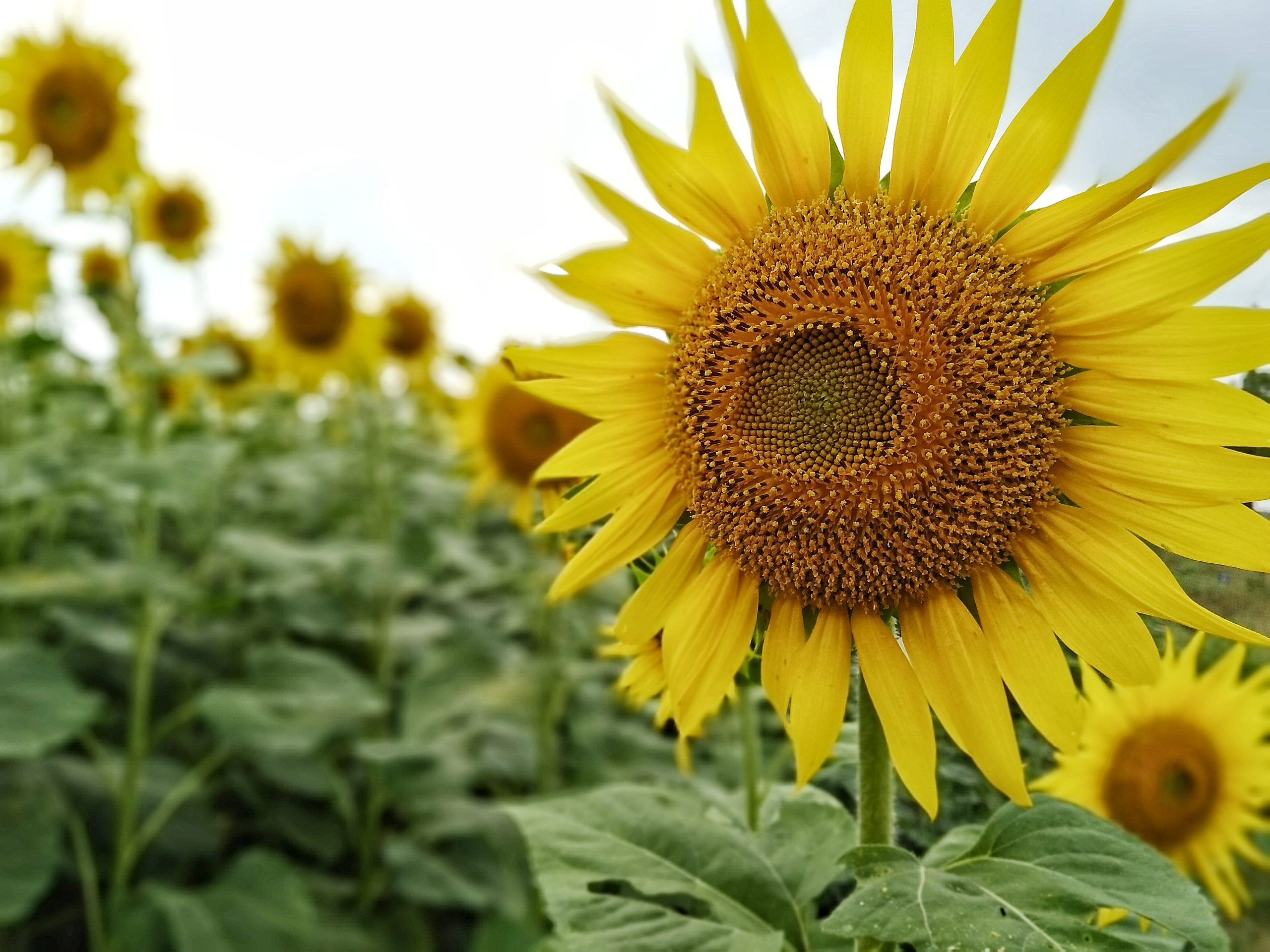 sunflower