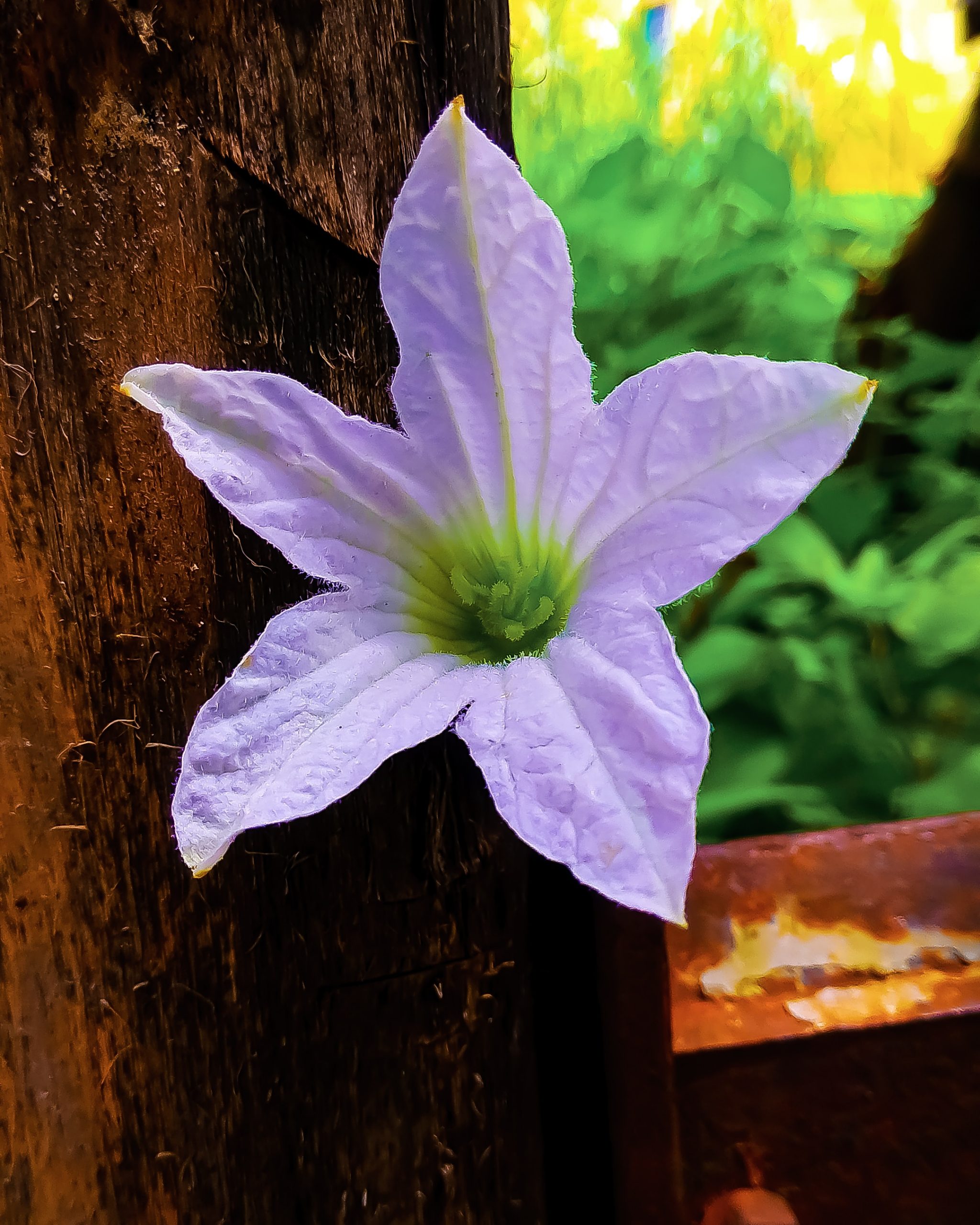 Blooming Violet Flower