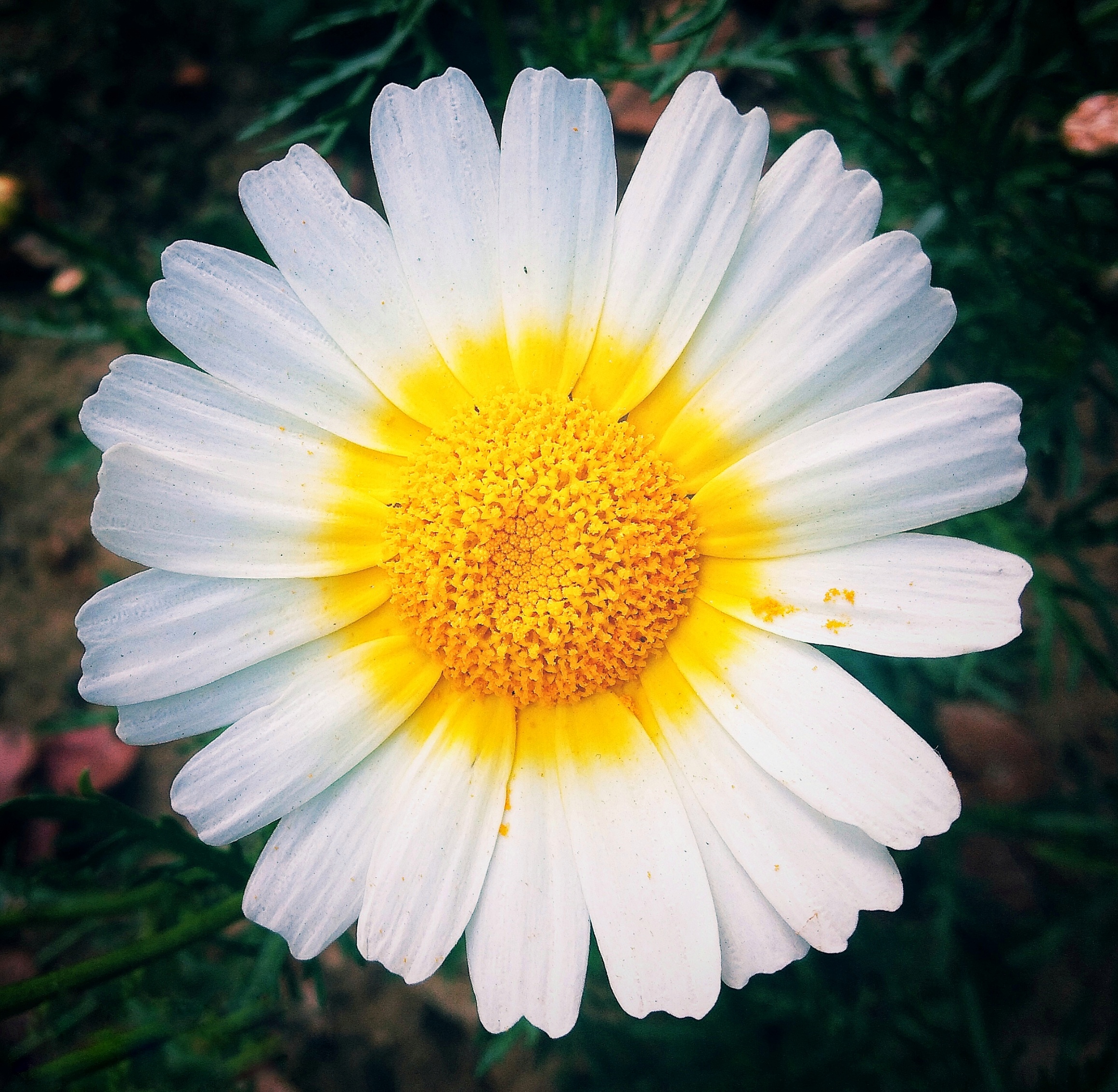 Blooming White flower