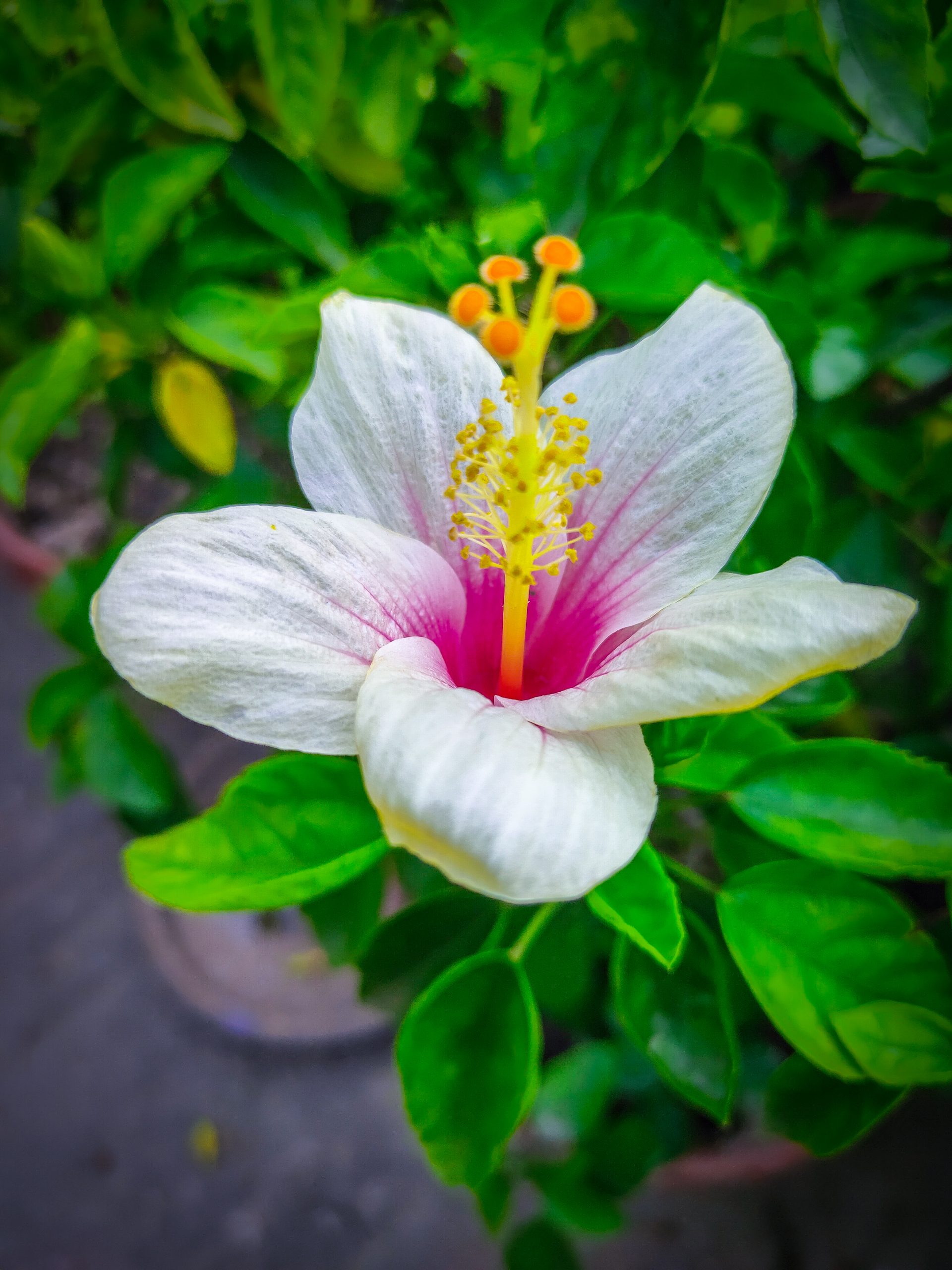 Blooming White Flower