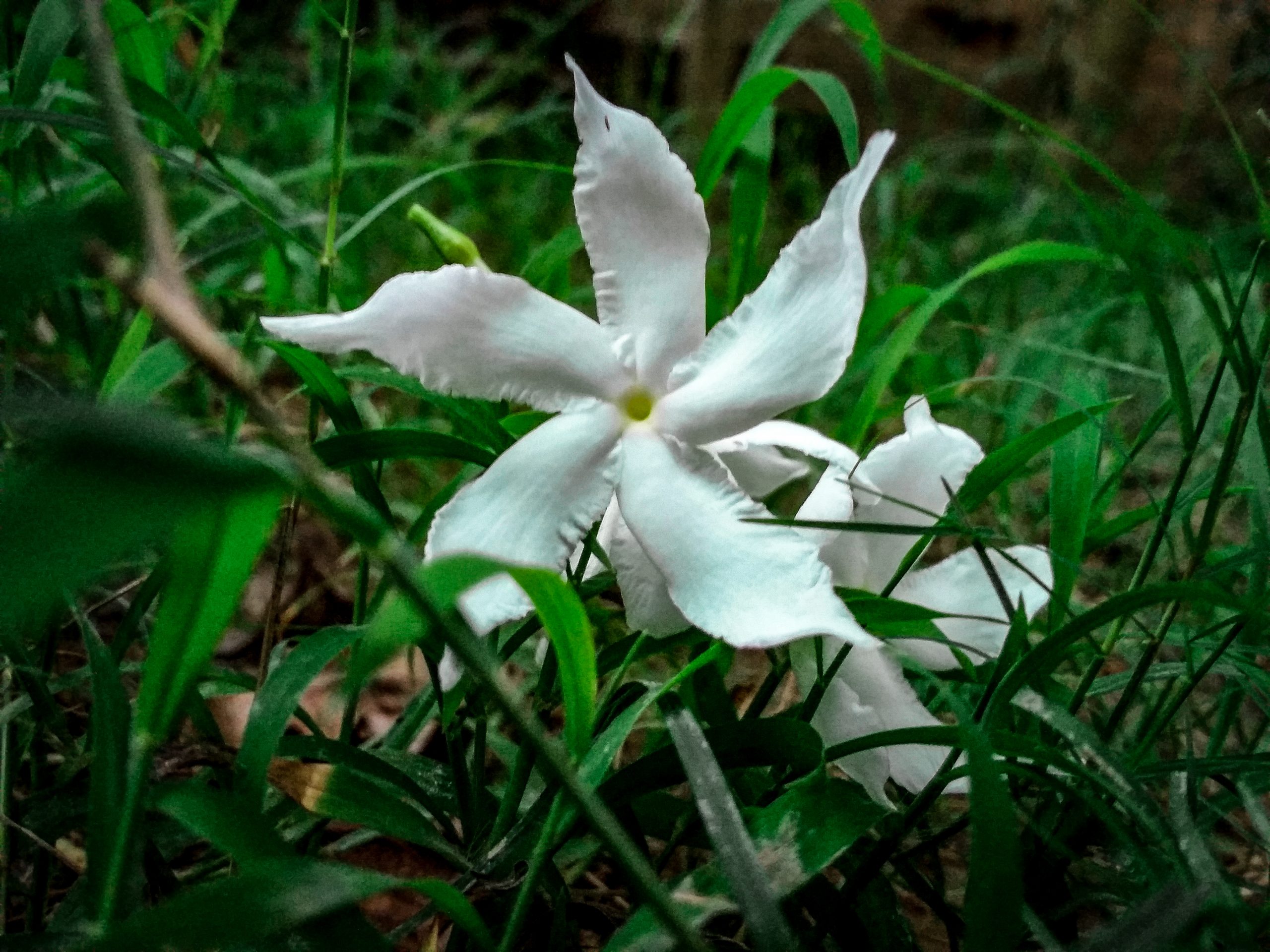 Blooming White flower