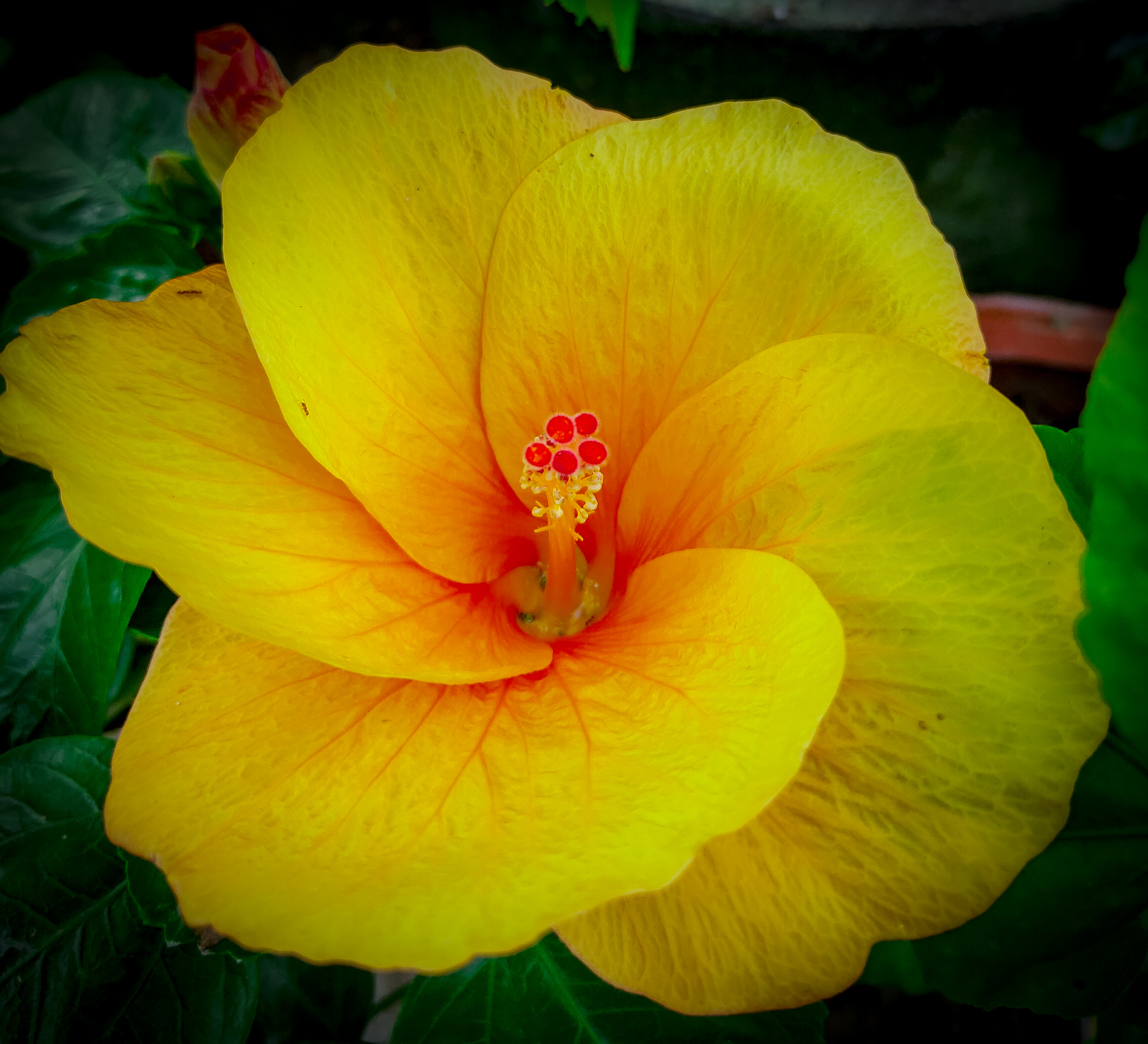 Blooming Yellow Flower