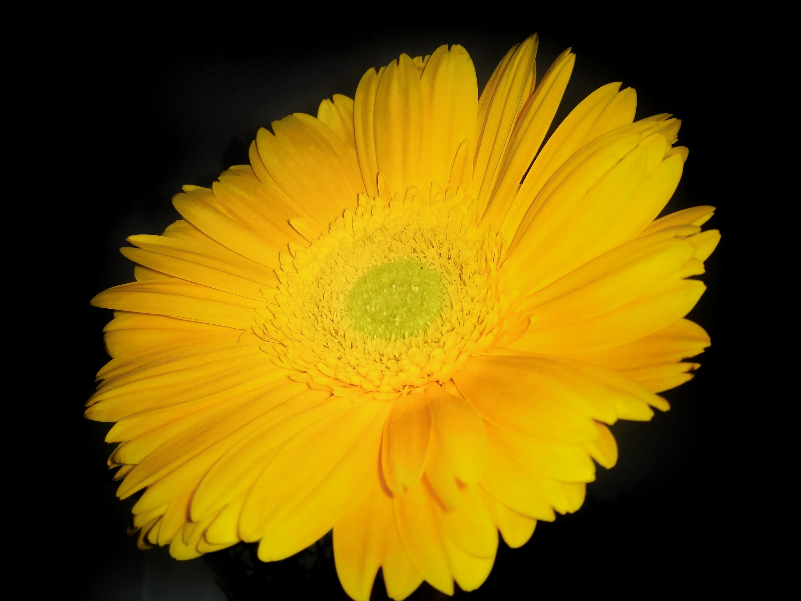 Blooming Yellow Flower Close up