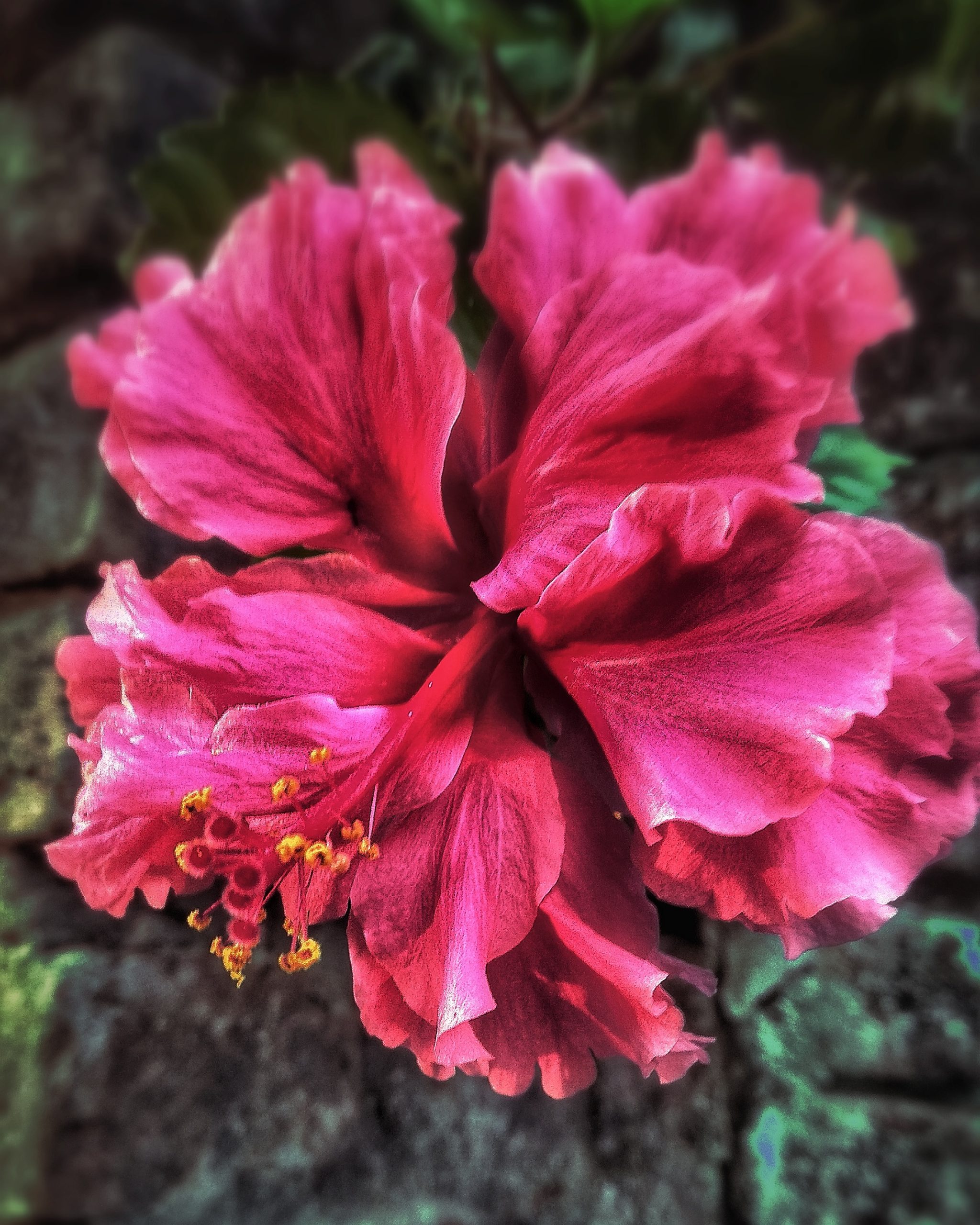 Blooming pink flower