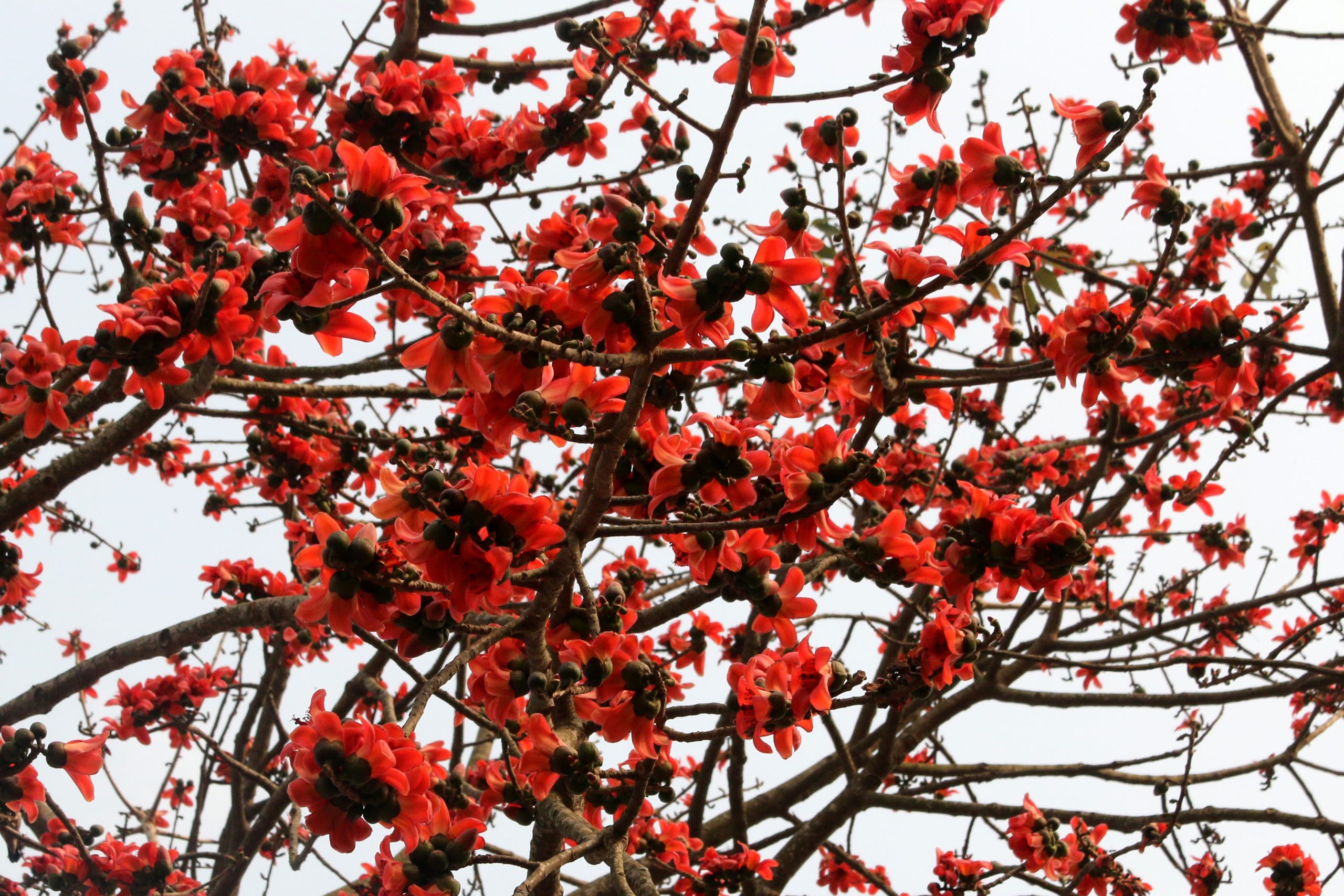 Blooming red Cotton tree