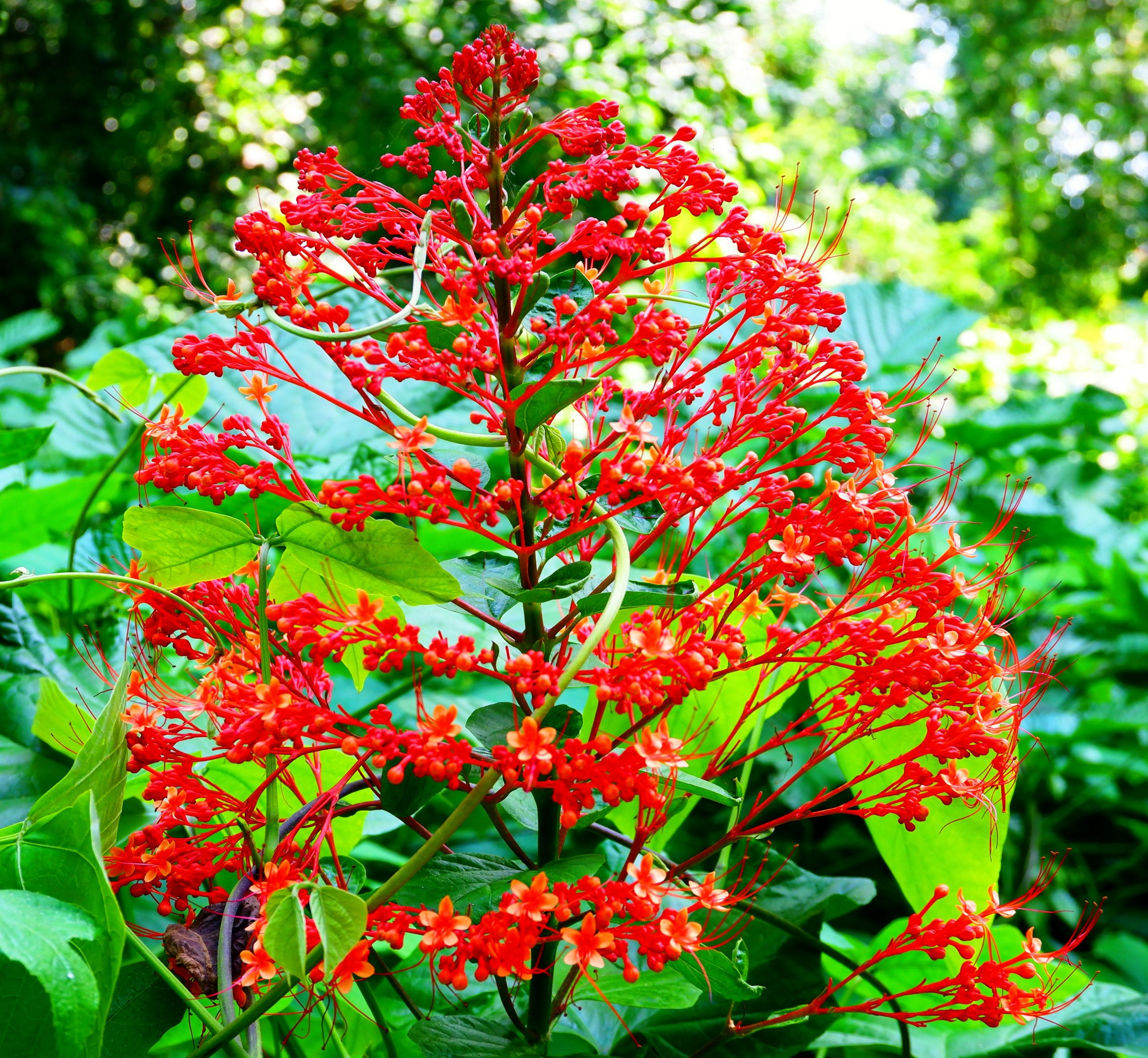 Blooming red flower