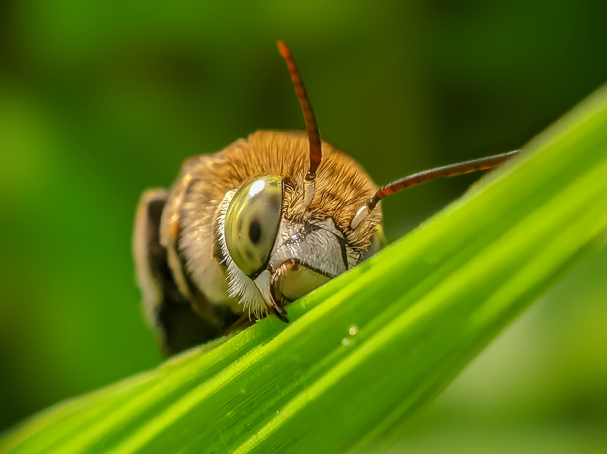 A blue banned bee on a leaf