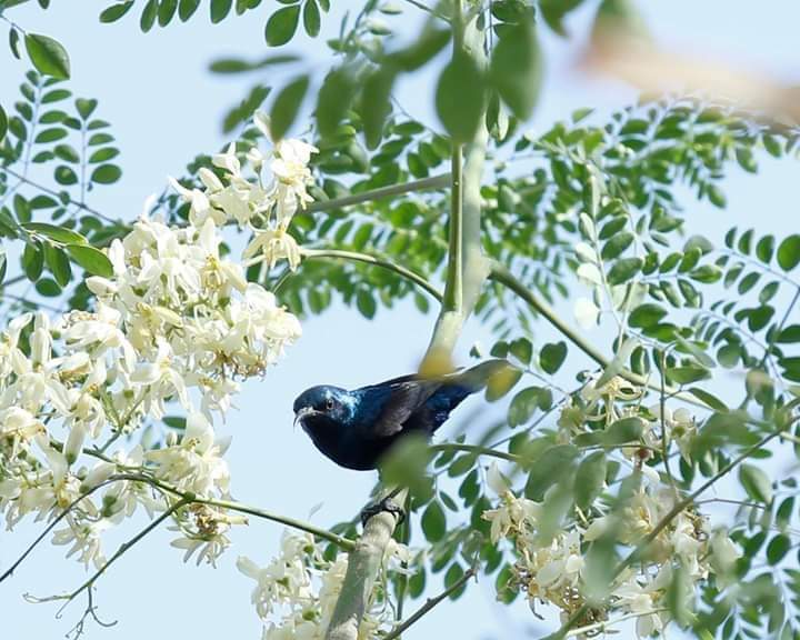 Blue bird on the Trees