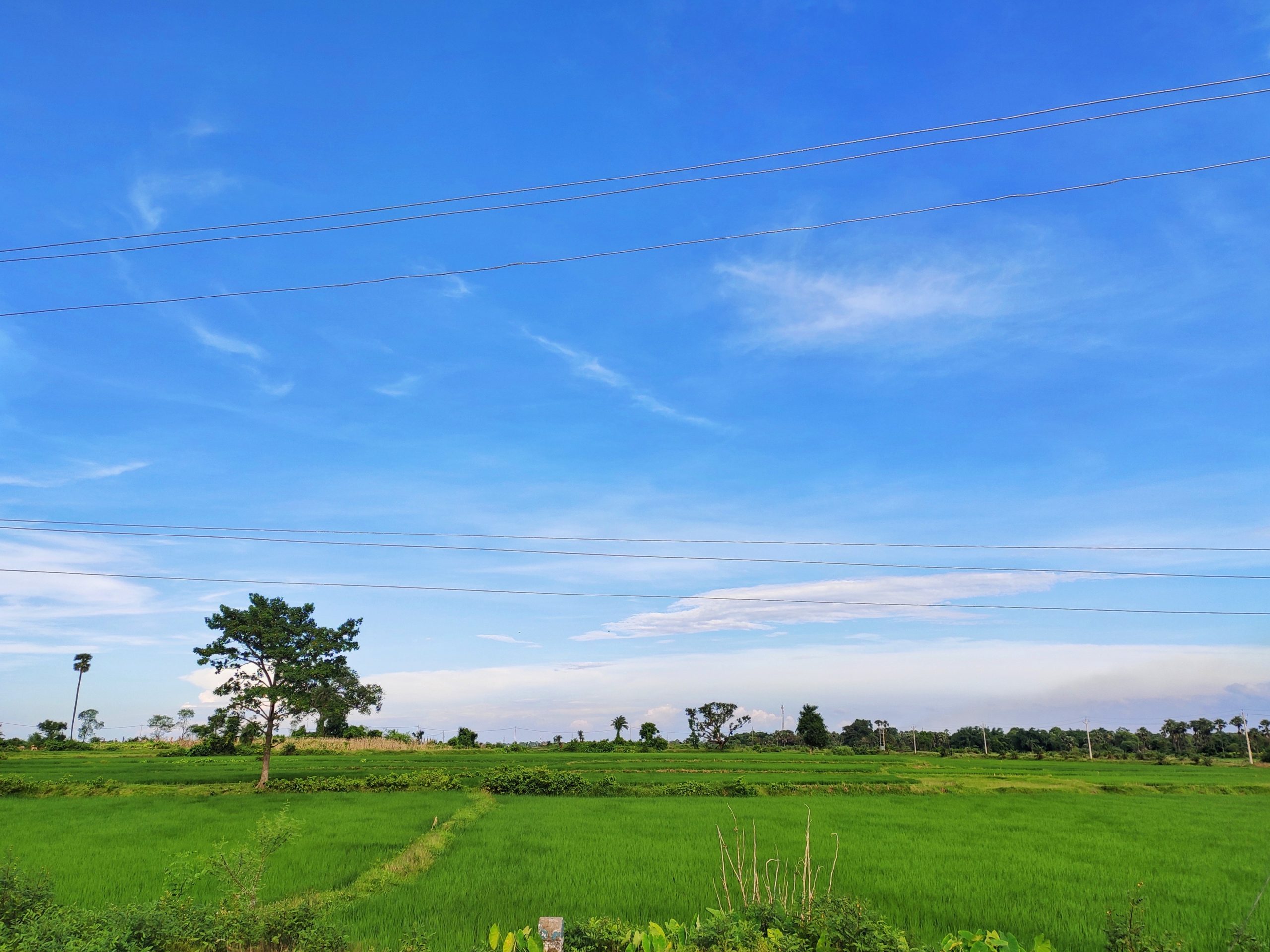 Blue sky and the green field