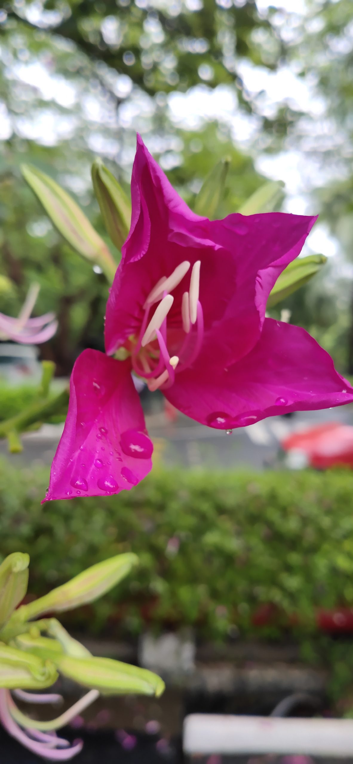 Bougainvillea