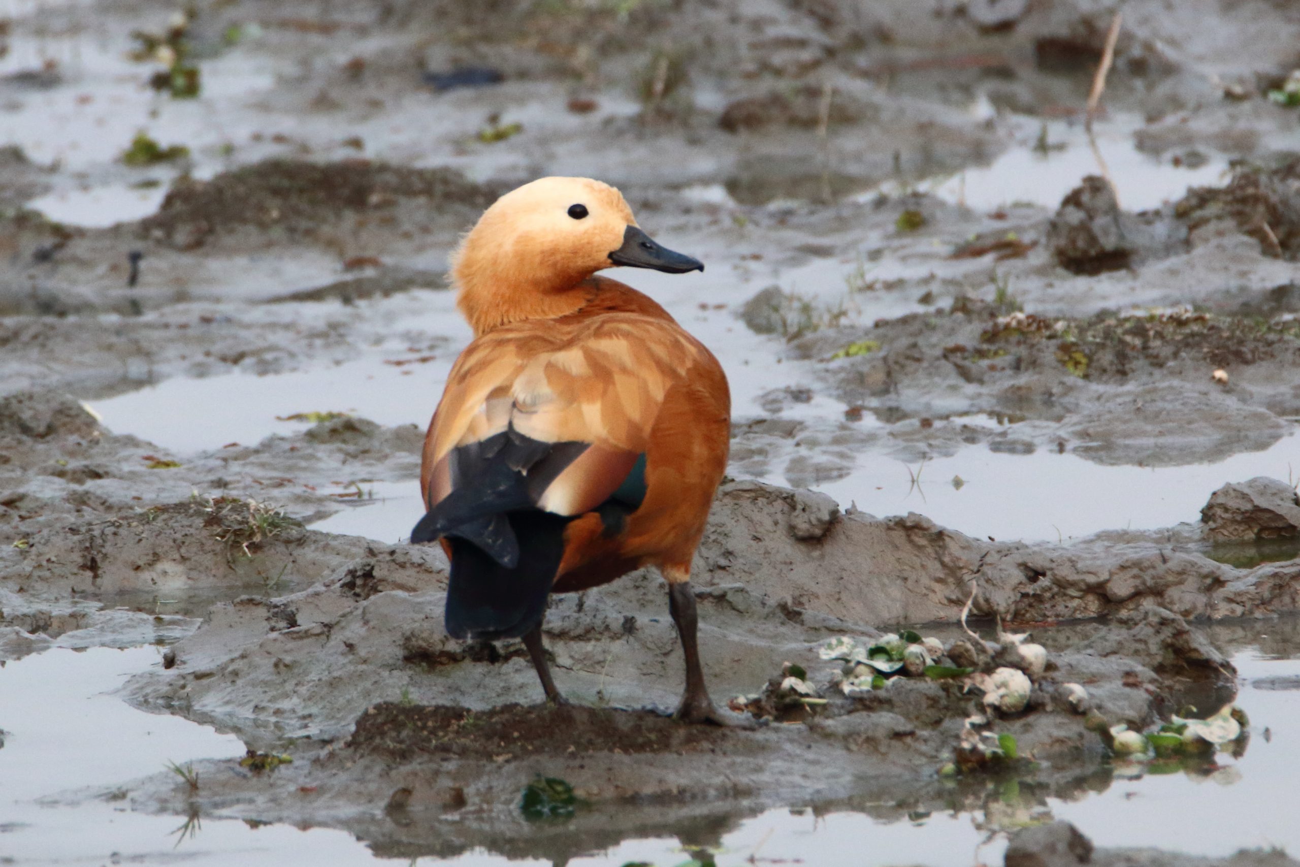 Brahminy duck