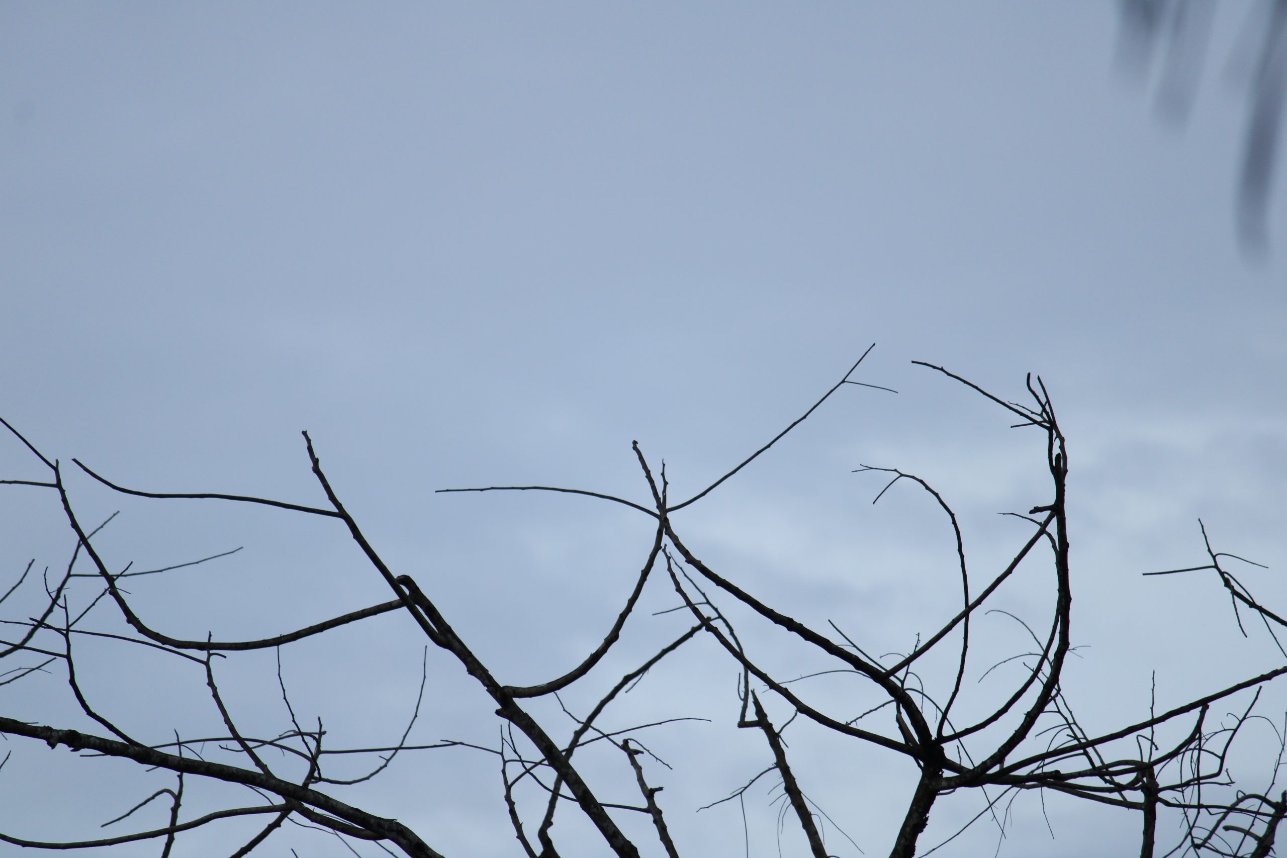 Branches of a tree