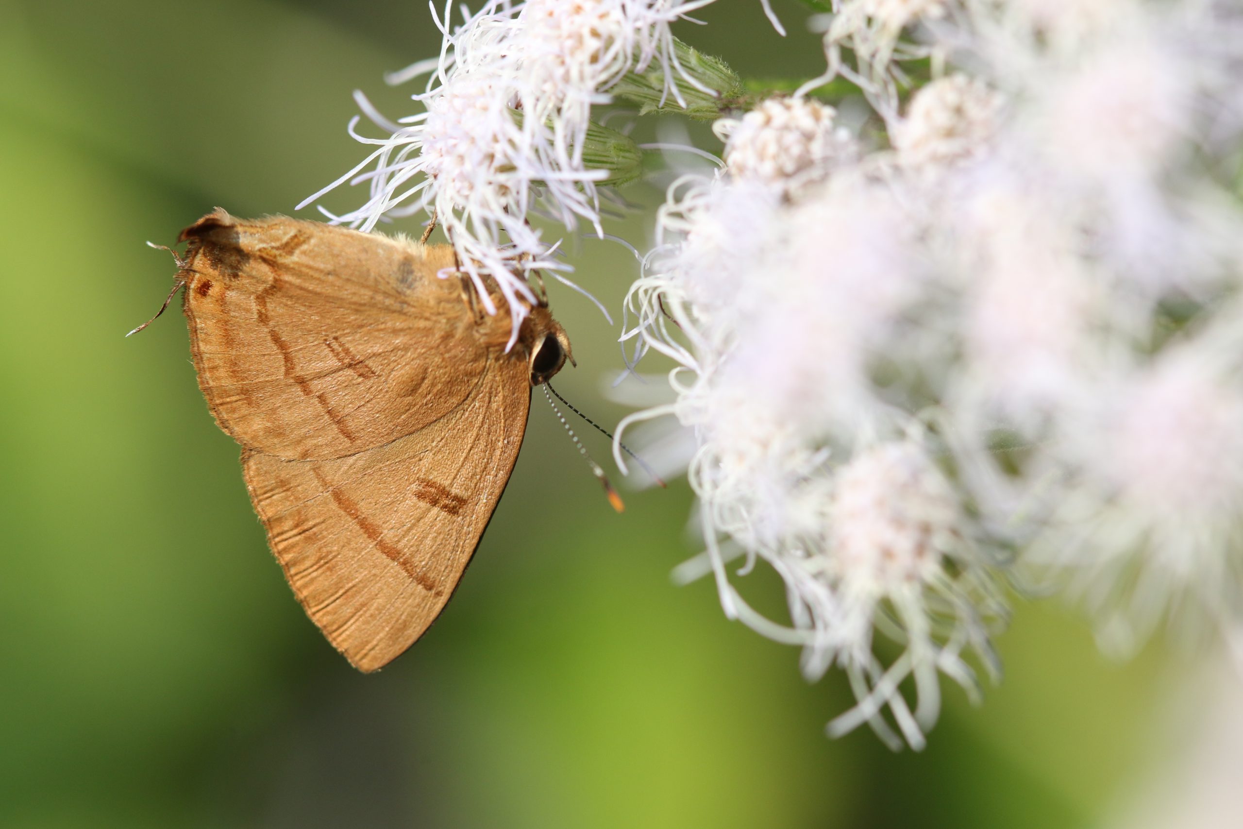 Brown Butterfly