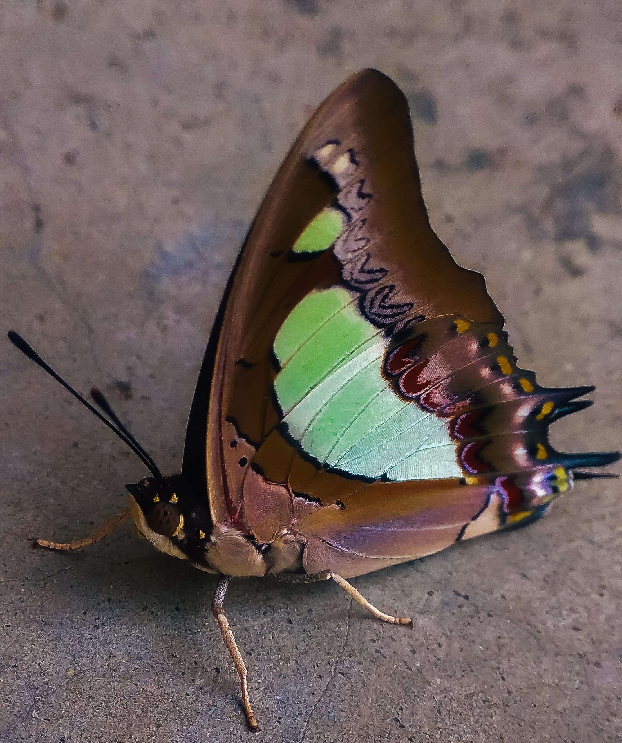 Brown Butterfly Close-up