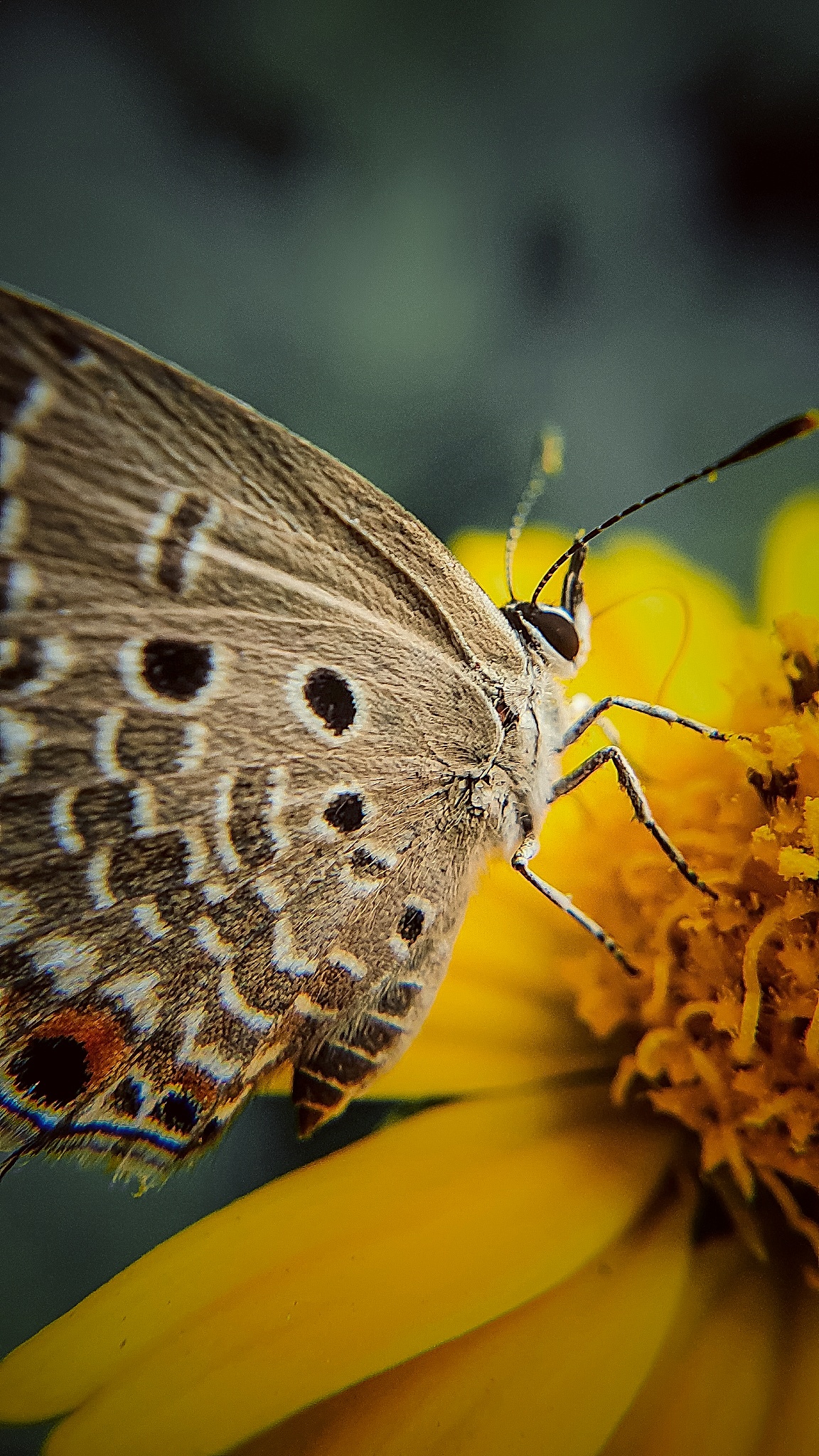 Brown Butterfly Close-up
