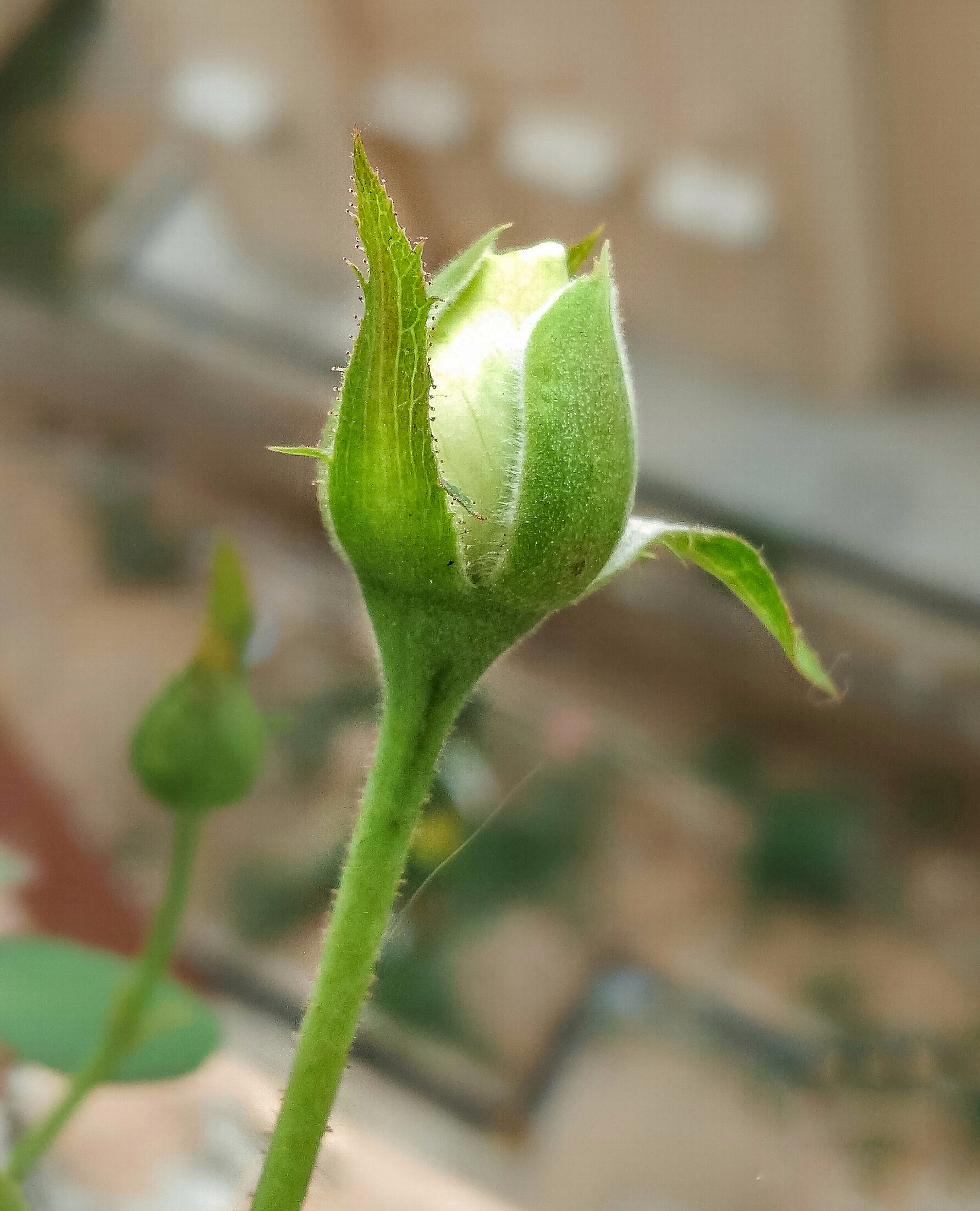 Bud of White Rose