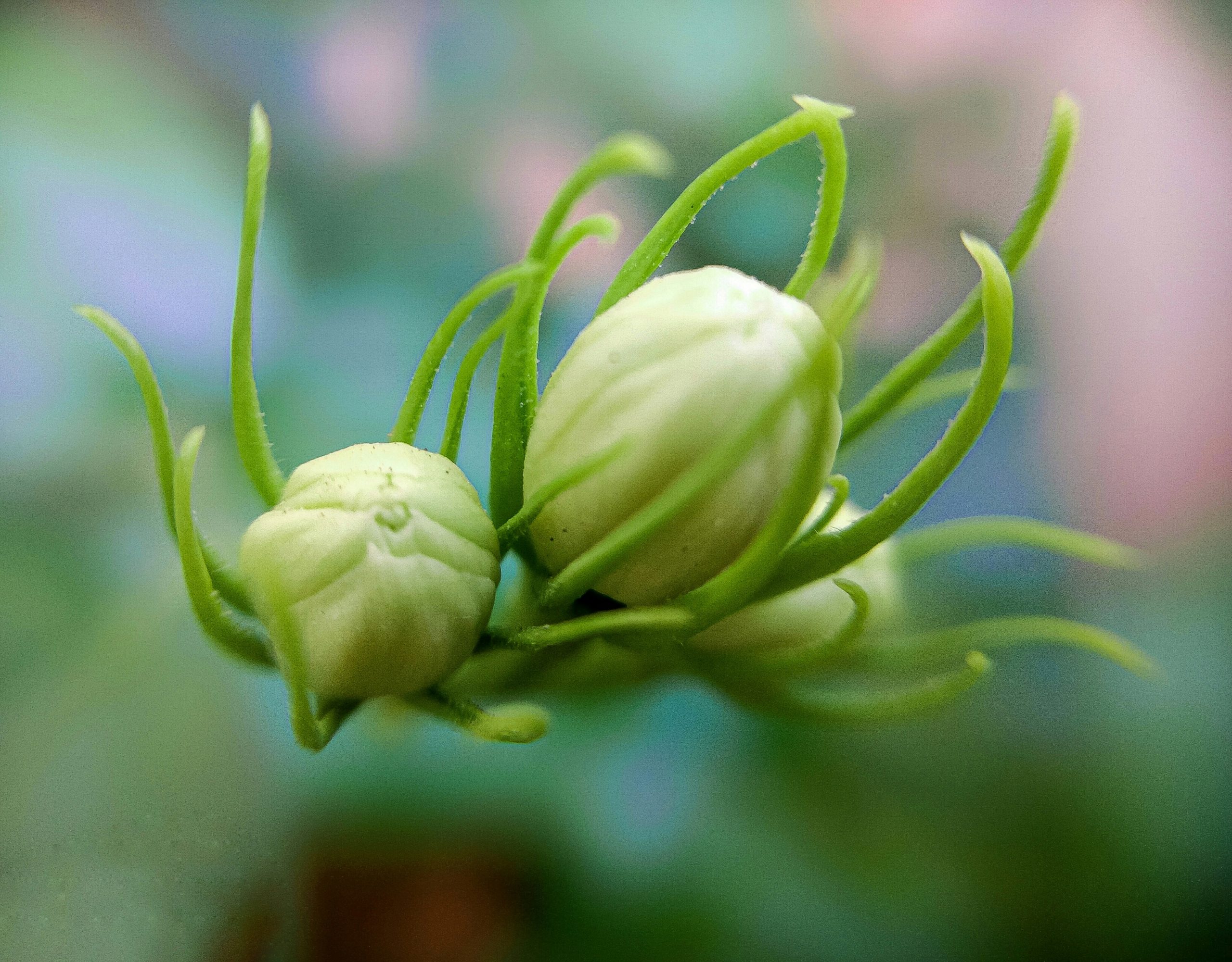 Bud of flower