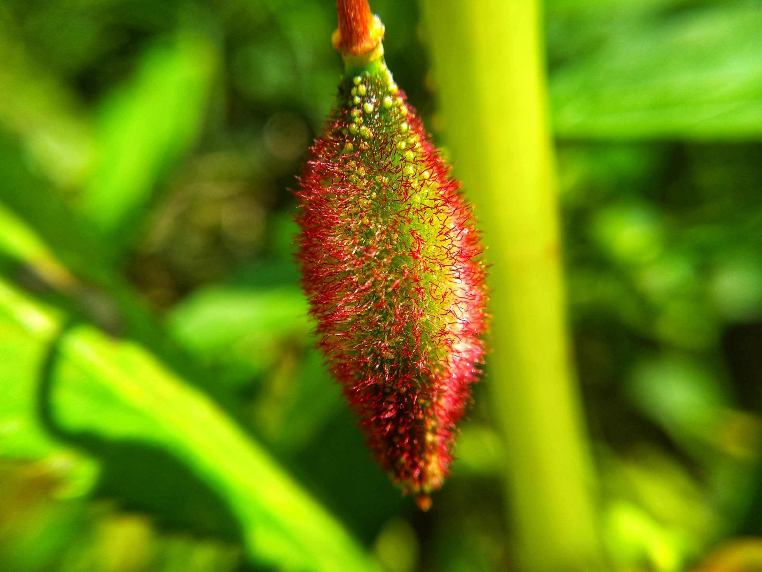 Bud on Focus