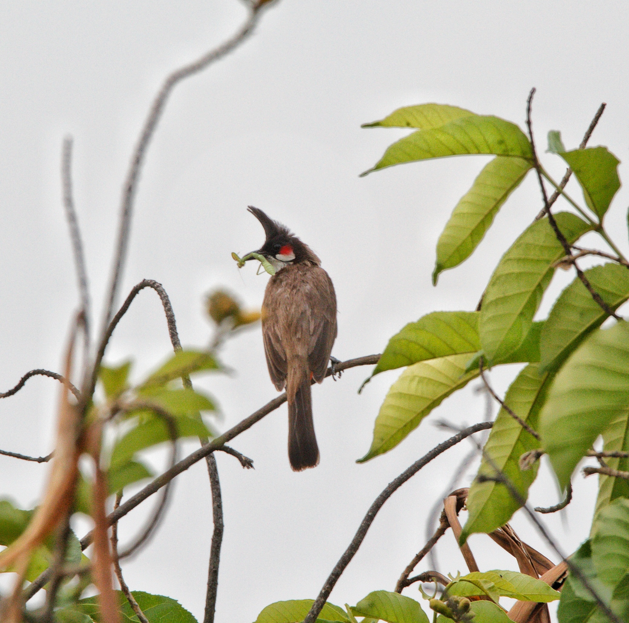 Bulbul bird on a branch