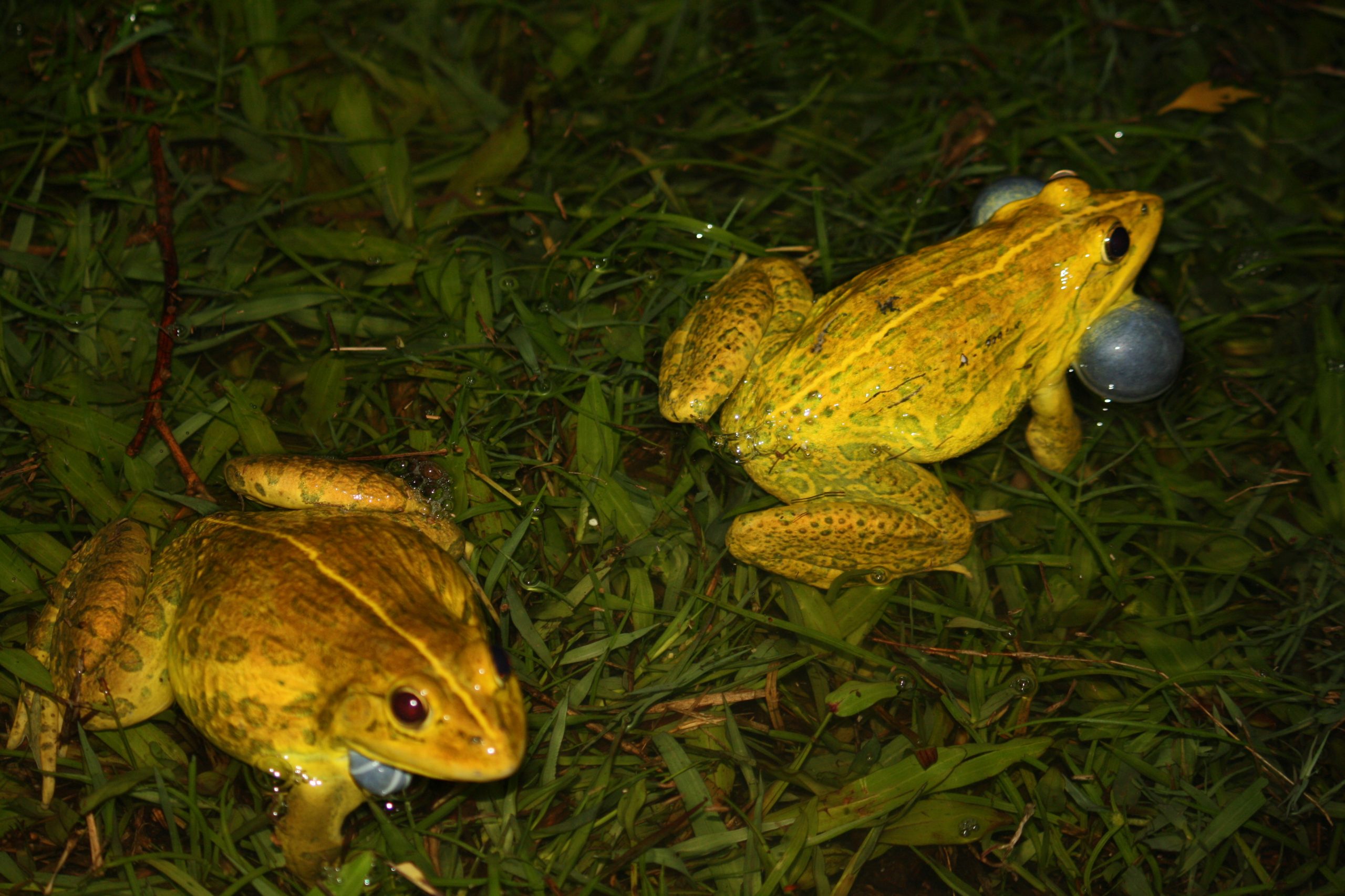 Bullfrog pair