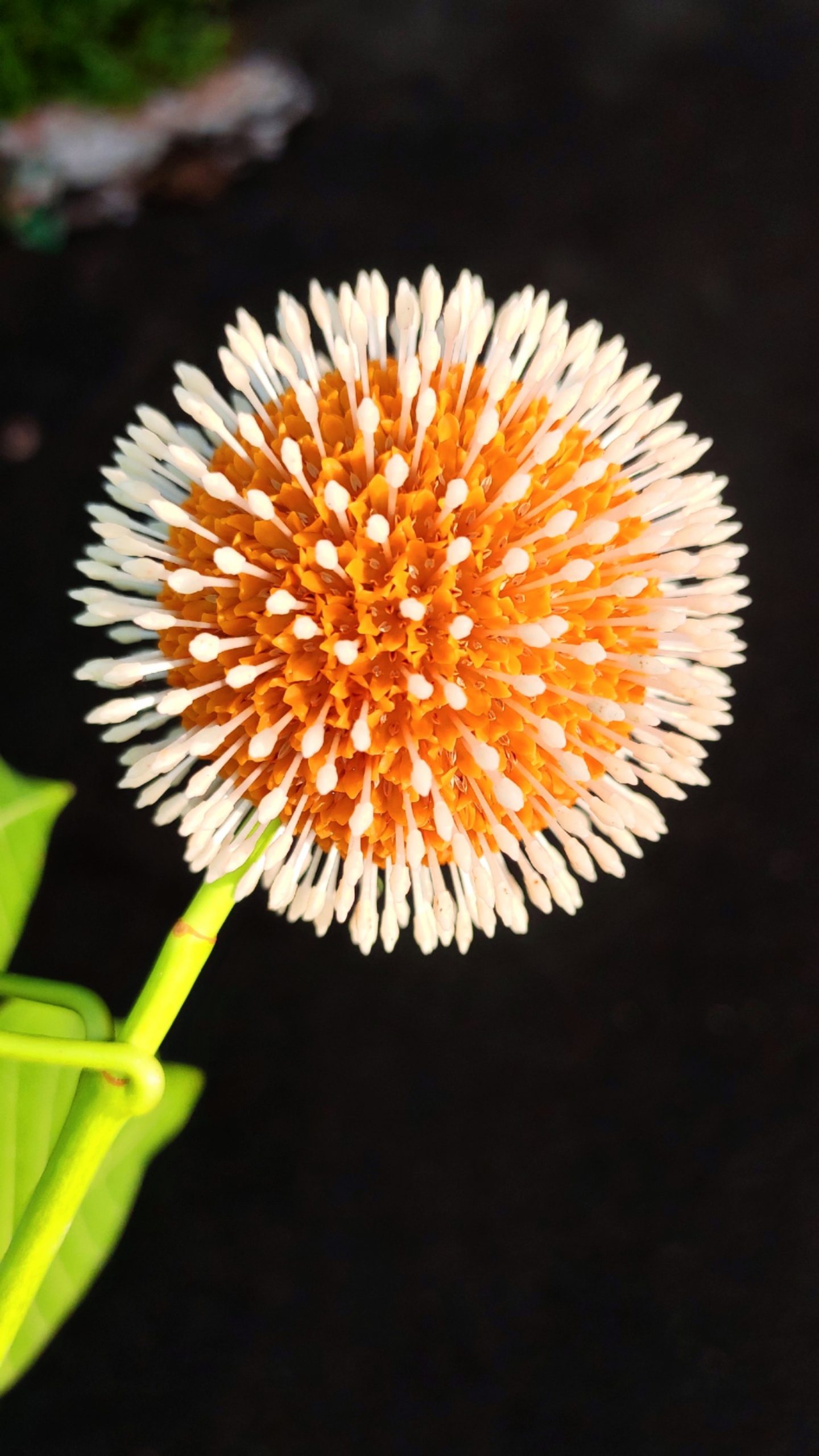 Bur flower tree