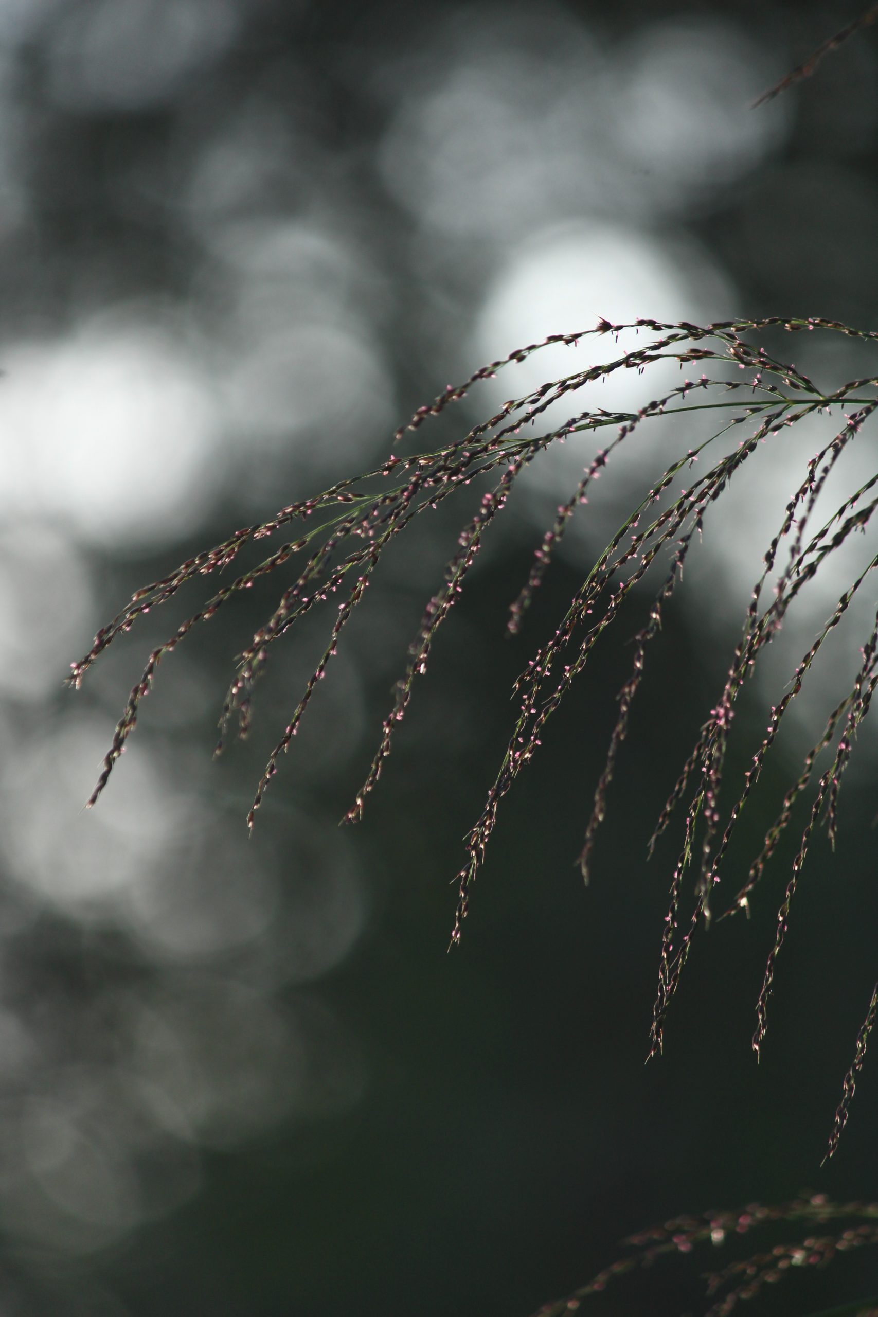 Burrs Leaf on Focus