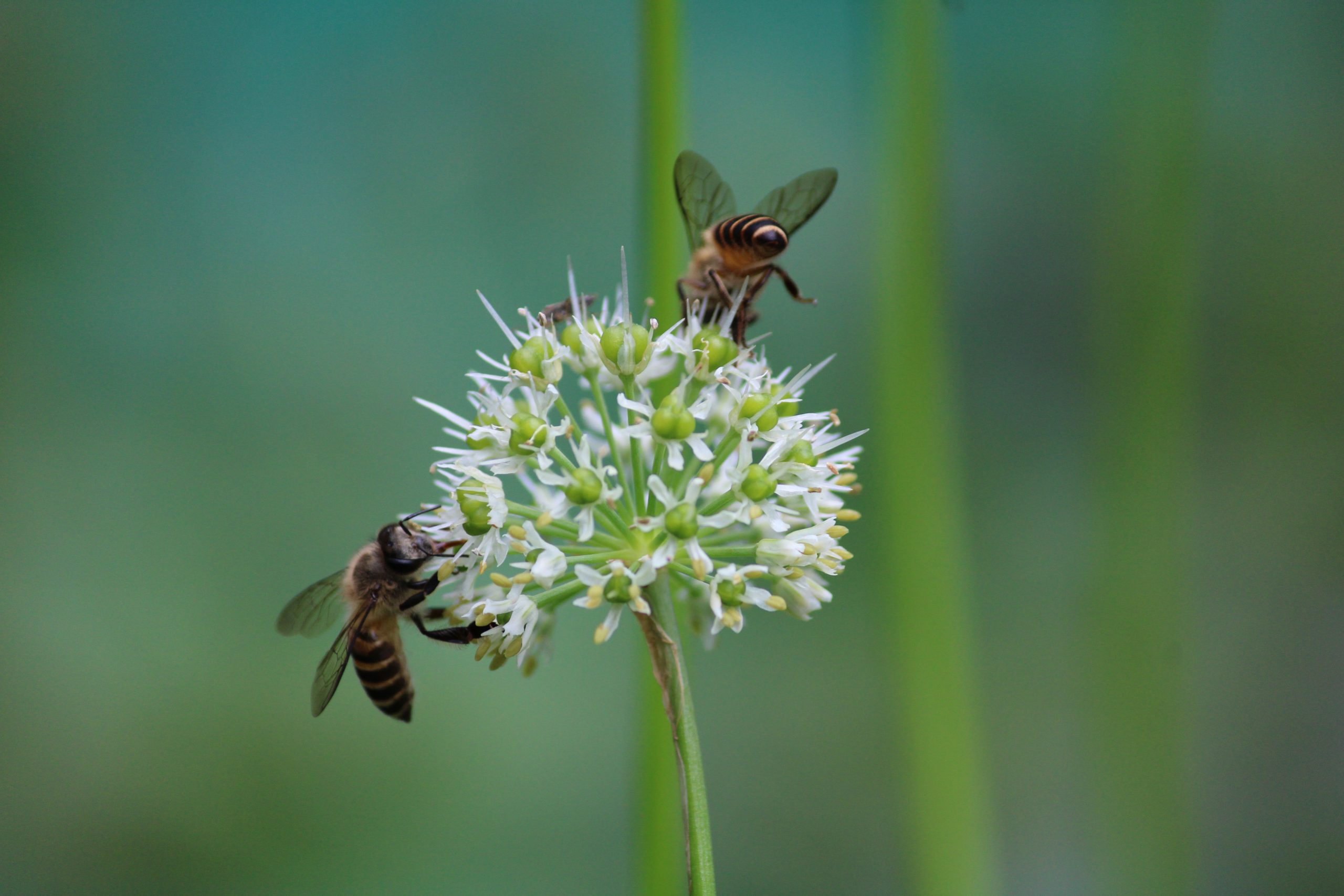 bees sucking nectar