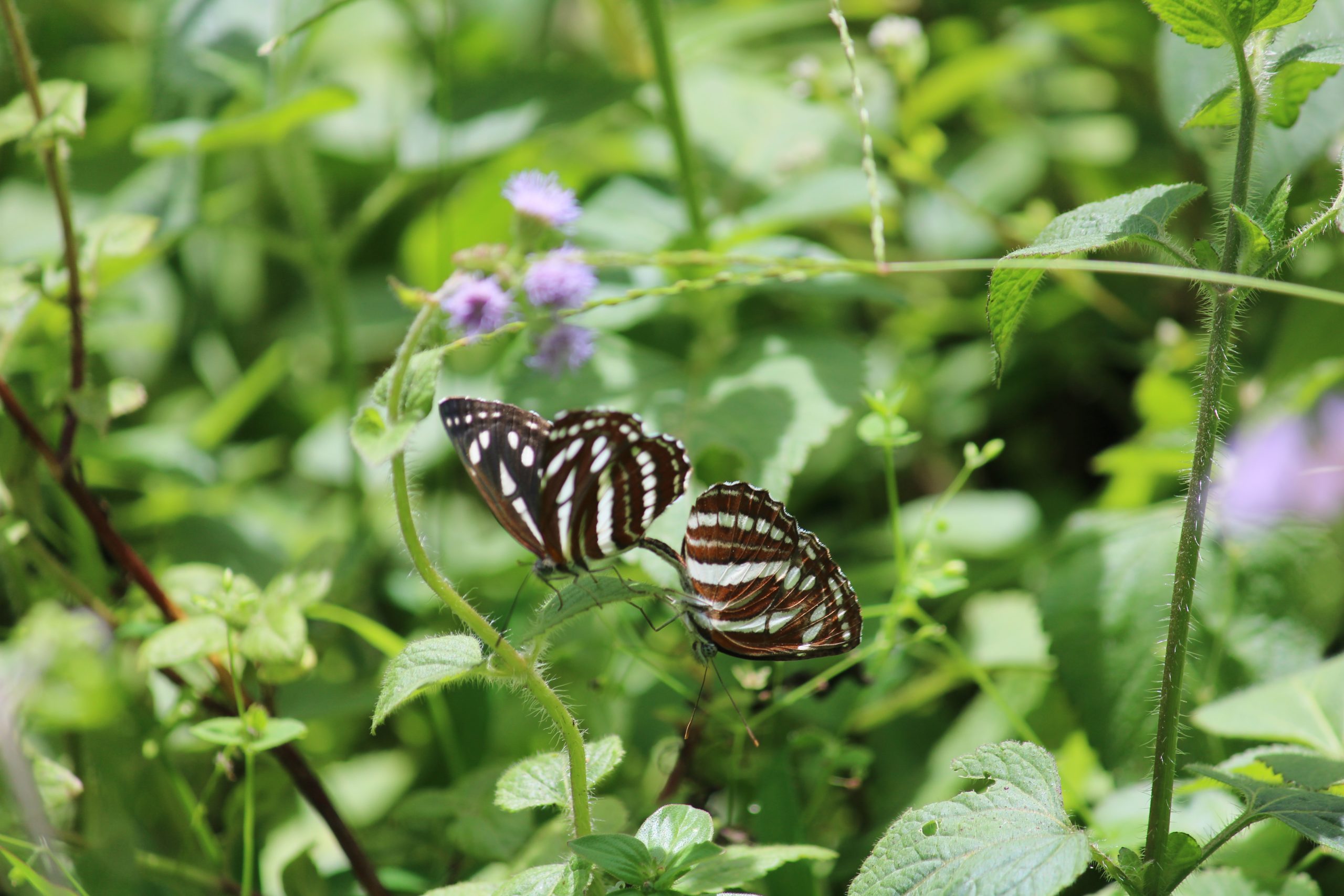 Butterflies mating